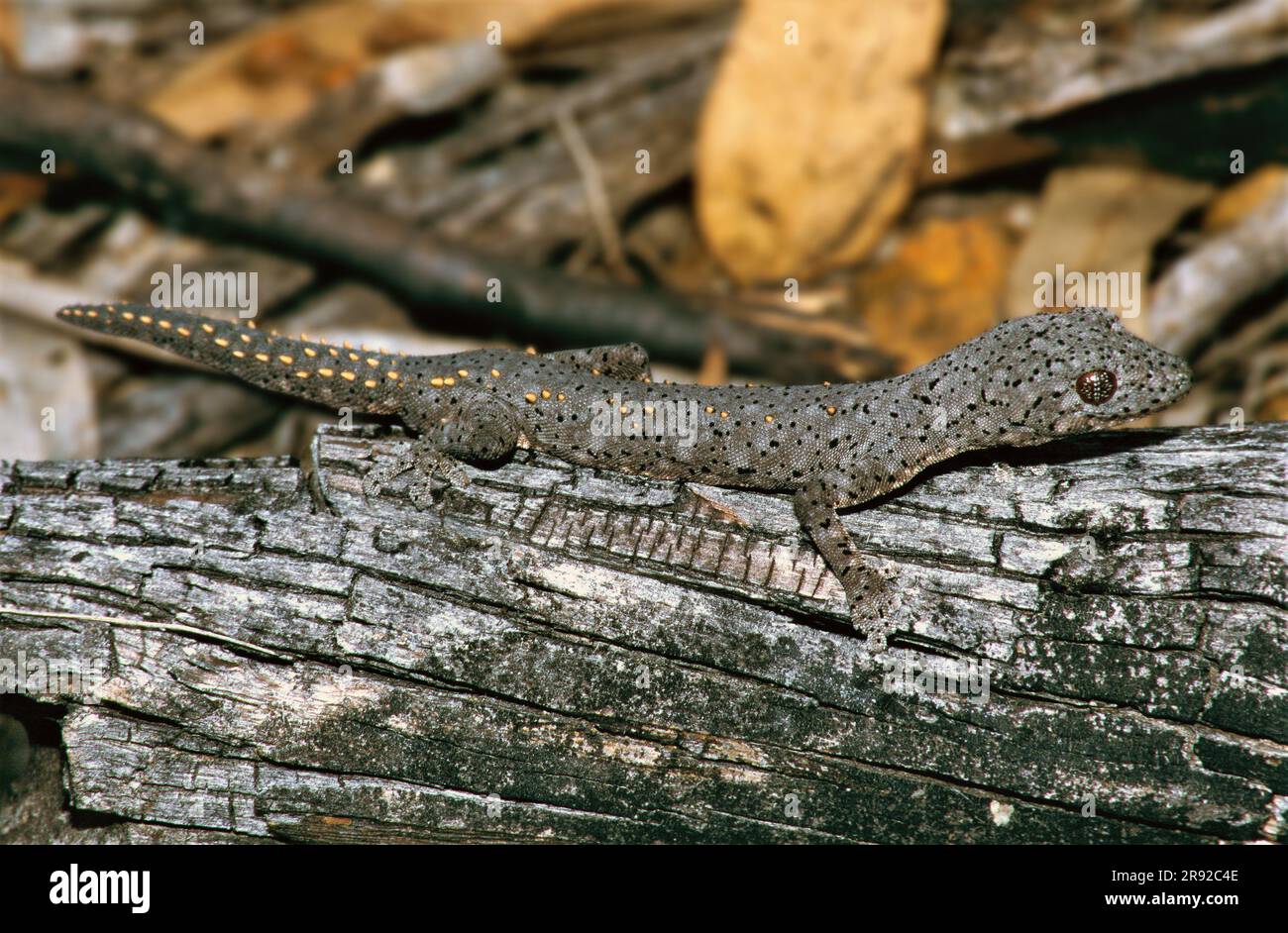 Wellingtons Gecko mit Zwergschwanz (vgl. Strophurus wellingtonae), auf Totholz, Seitenansicht, Australien, Brisbane Stockfoto