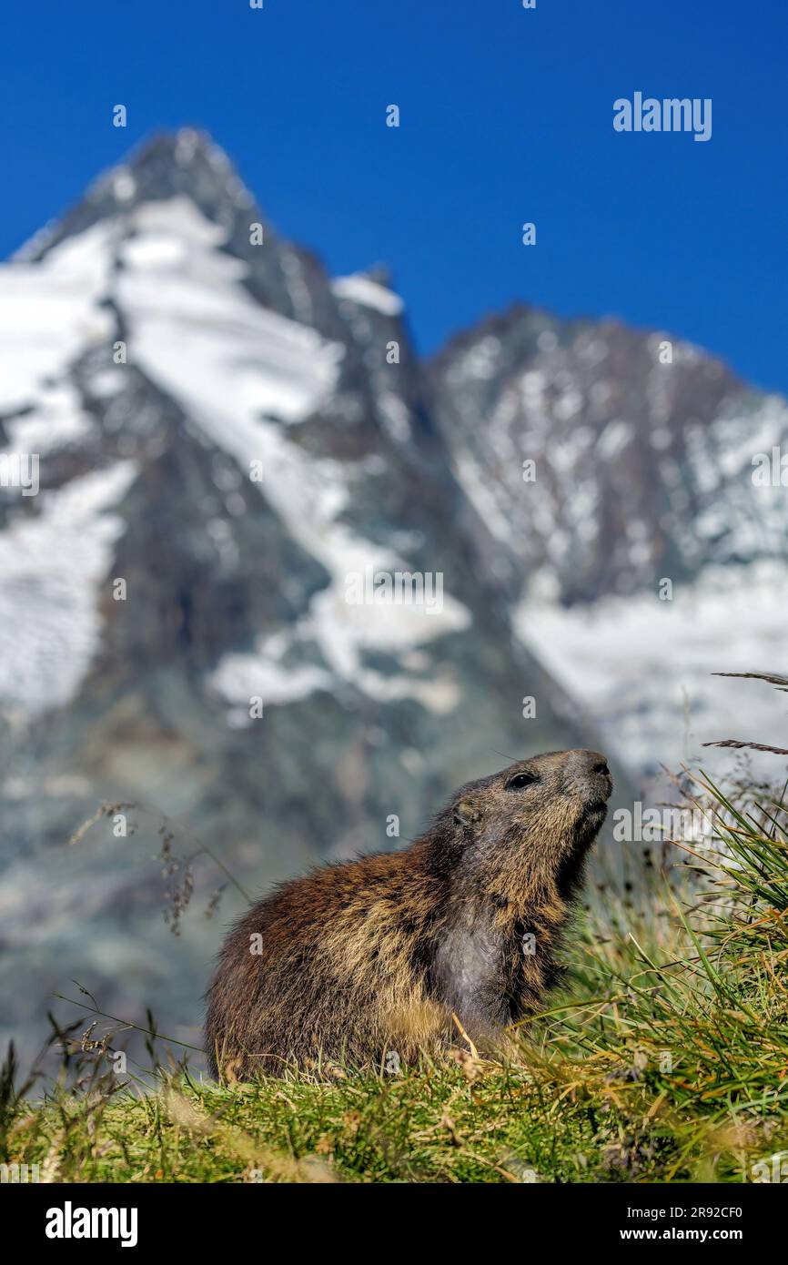 alpenmurmeltier (Marmota marmota), liegt an seiner Höhle und Peering, Teil der Alpen im Hintergrund, Österreich, Kärnten, Nationalpark hohe Tauern, Stockfoto
