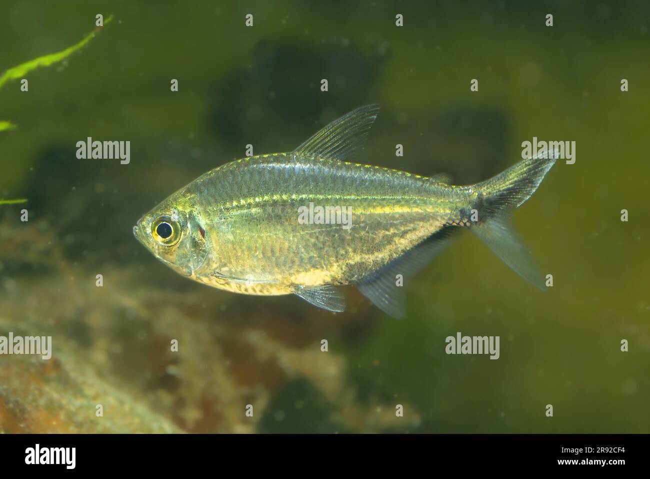 Rochen-Flossen-Fische (Moenkhausia-Costae), Schwimmen, Seitenansicht Stockfoto
