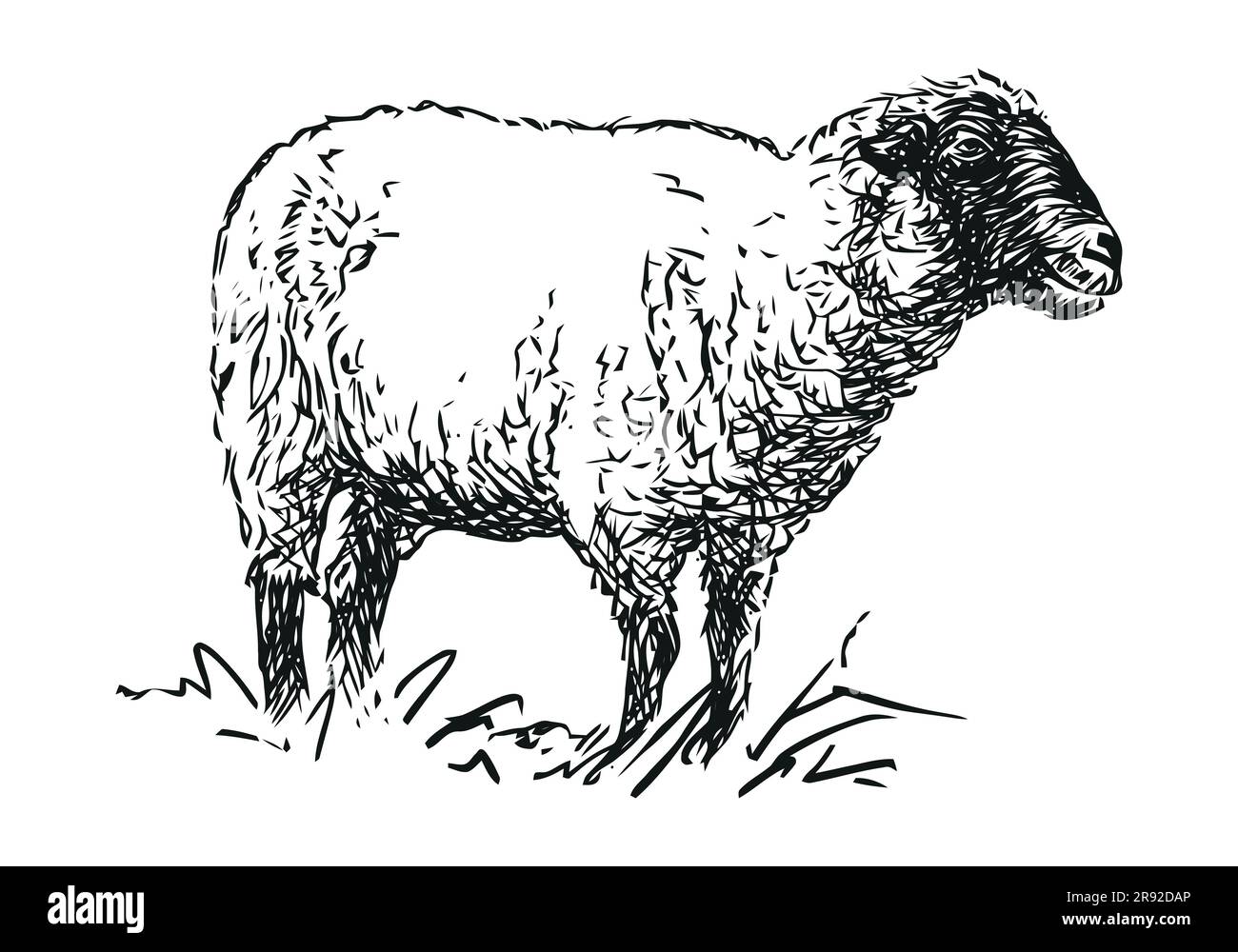 Schafe - Nutztier, handgezeichnete schwarz-weiße Vektordarstellung, isoliert auf weißem Hintergrund Stock Vektor