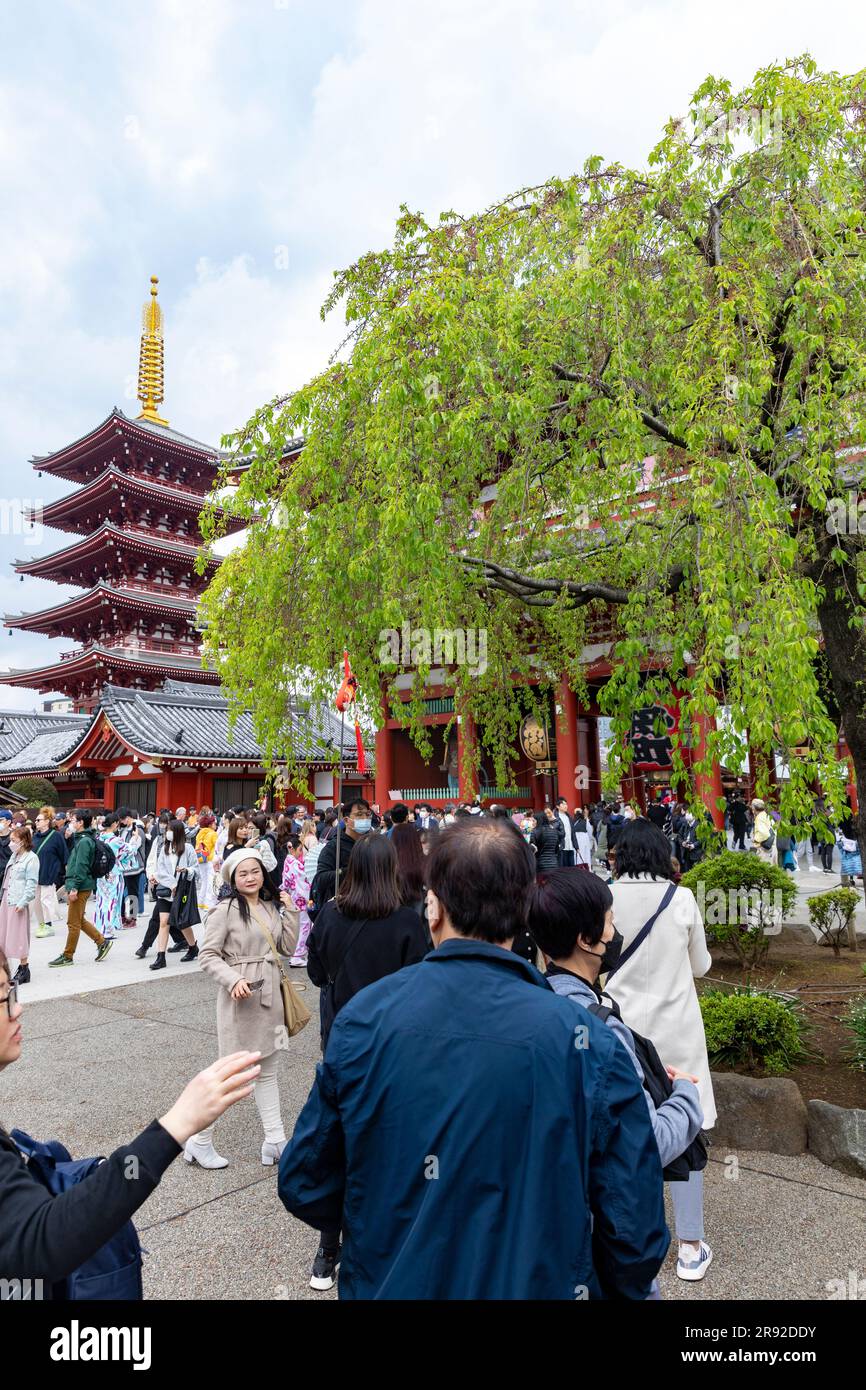 Tokio Senso ji Tempel, Tokio ältester Tempel und Pagode, Japan, April 2023, Besucher des buddhistischen Tempels Stockfoto