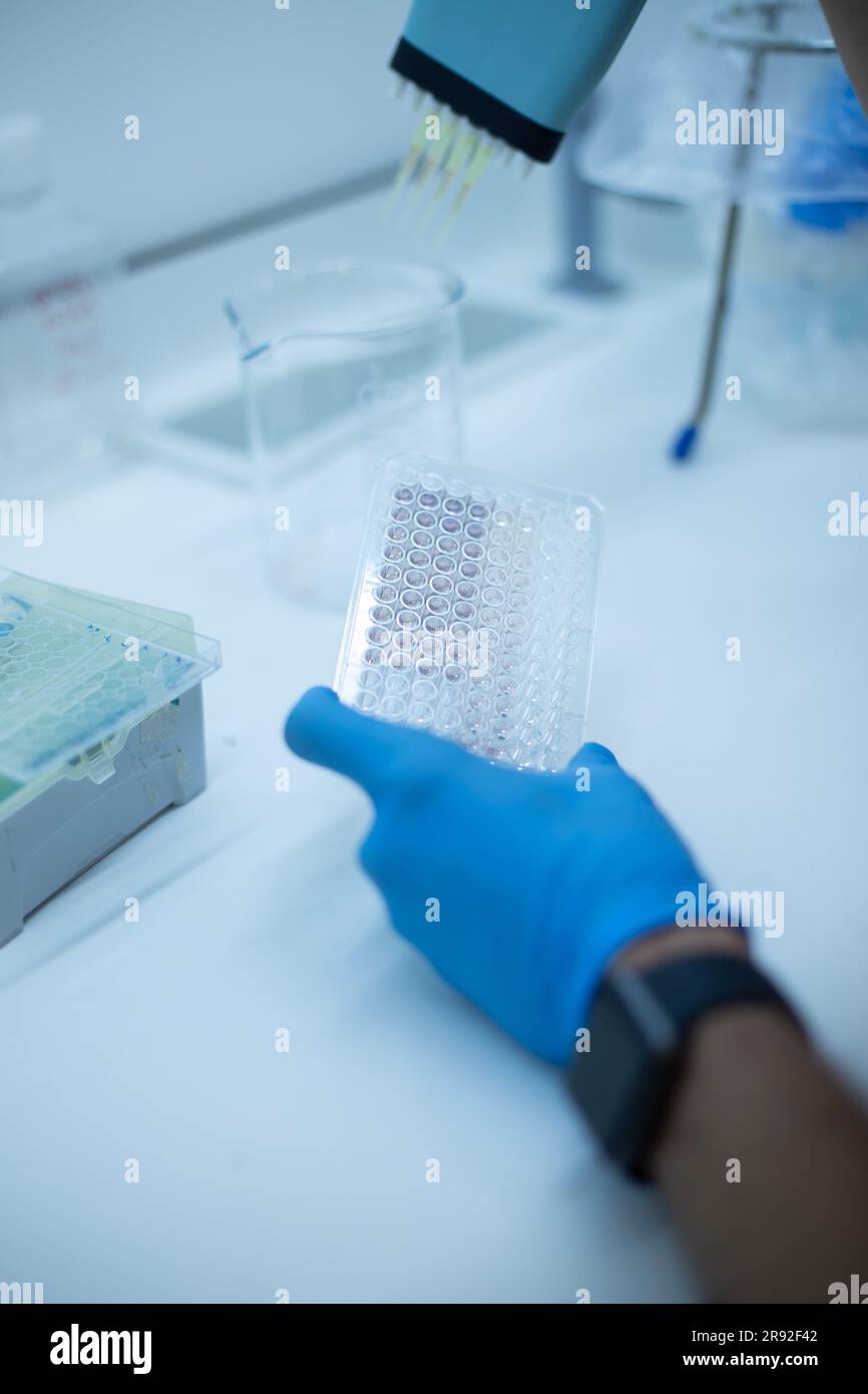 In-vitro-Zelltest mit Multipipette und Well-Platten-Zellkultur Stockfoto