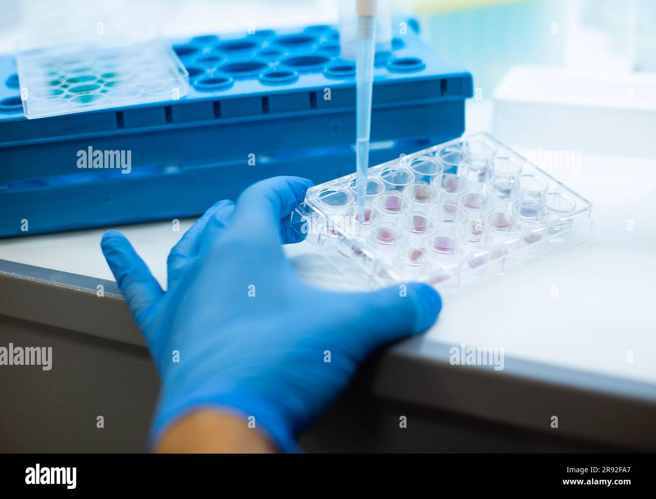 In-vitro-Zelltest mit Multipipette und Well-Platten-Zellkultur Stockfoto