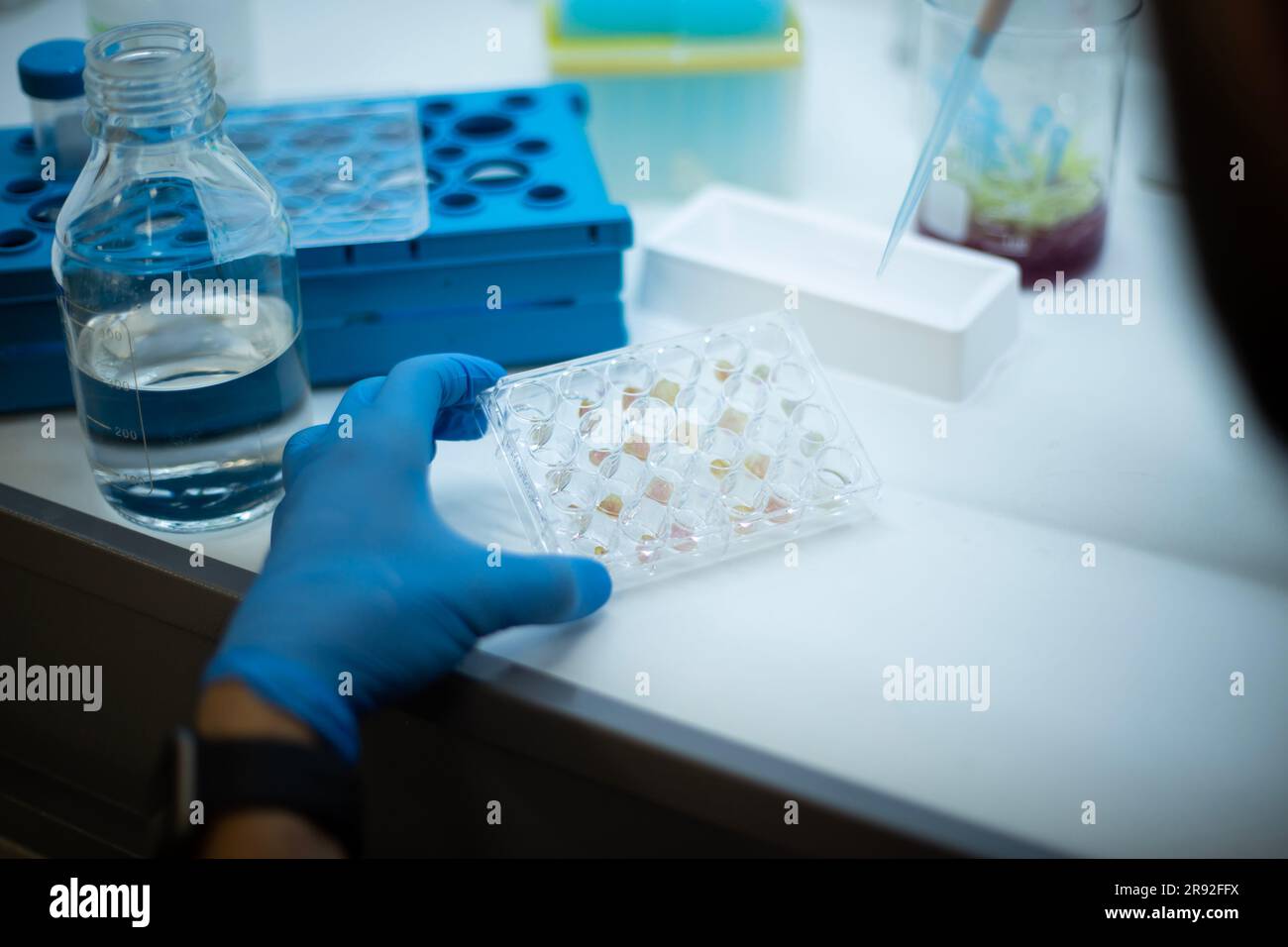 In-vitro-Zelltest mit Multipipette und Well-Platten-Zellkultur Stockfoto