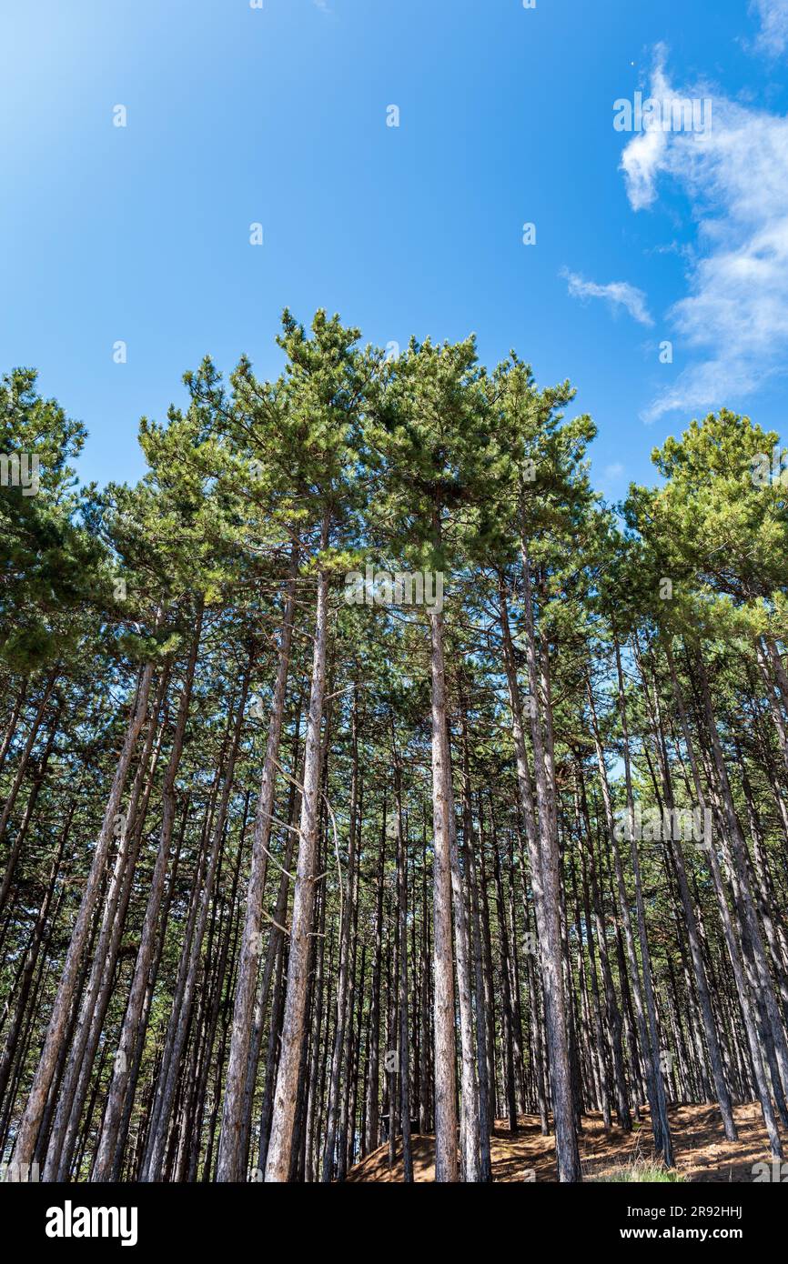 Ein üppiger Wald mit hohen Bäumen steht in einer ruhigen, unberührten Umgebung Stockfoto