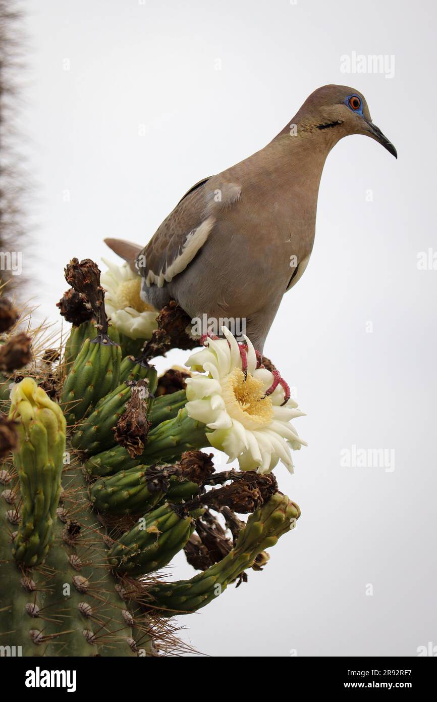 Weißflügeltaube oder Zenaida asiatica, die auf einer saguaro-Kaktusblume auf der Uferfarm in Arizona sitzt. Stockfoto Weißflügeltaube oder Zenaida asiatica, die auf einer saguaro-Kaktusblume auf der Uferfarm in Arizona sitzt. Stockfoto