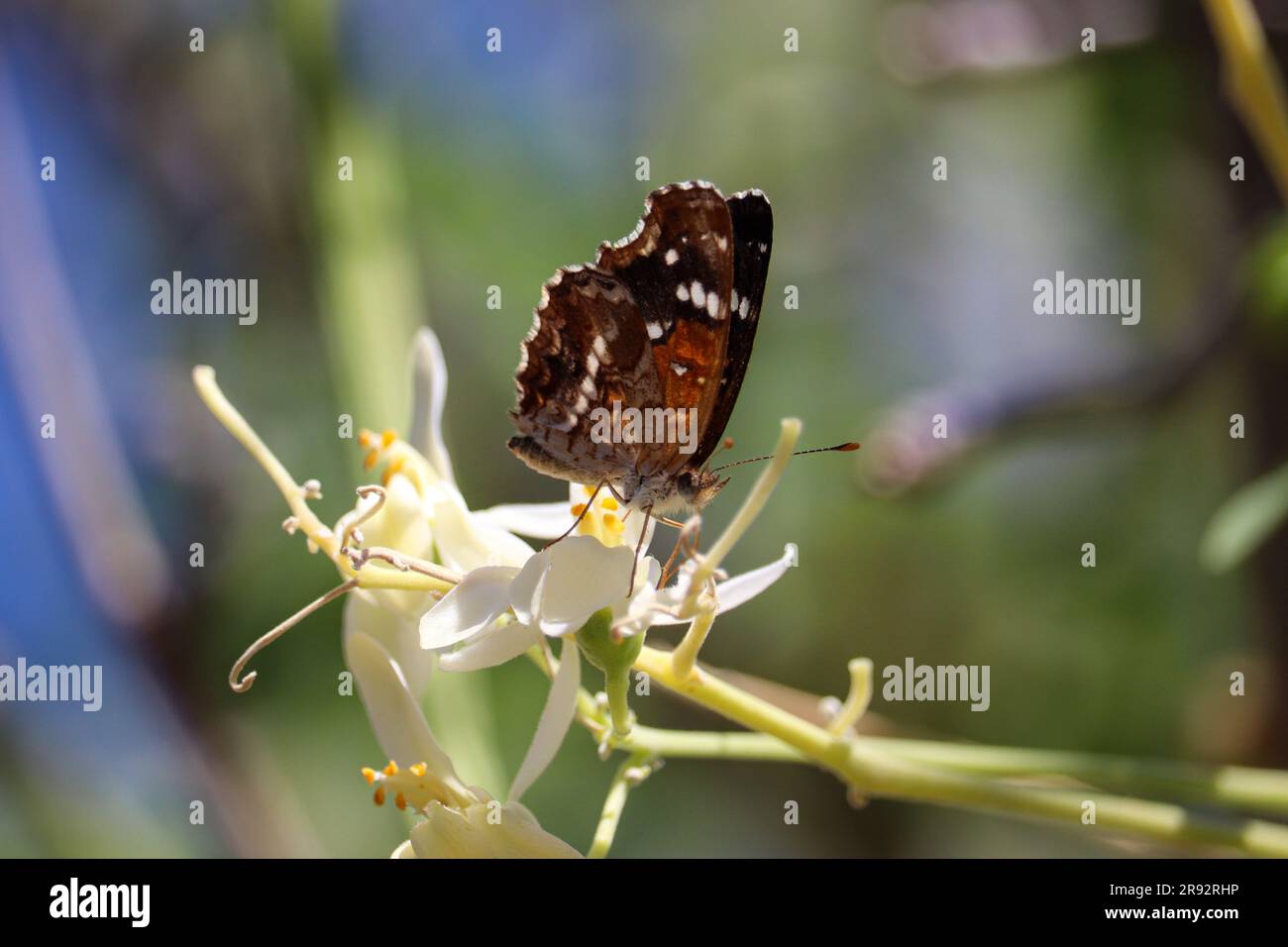 Texanischer Halbmond oder Anthanassa-Texana, die sich auf einem Hof in Gilbert, Arizona, von Maragaflumen ernährt. Stockfoto