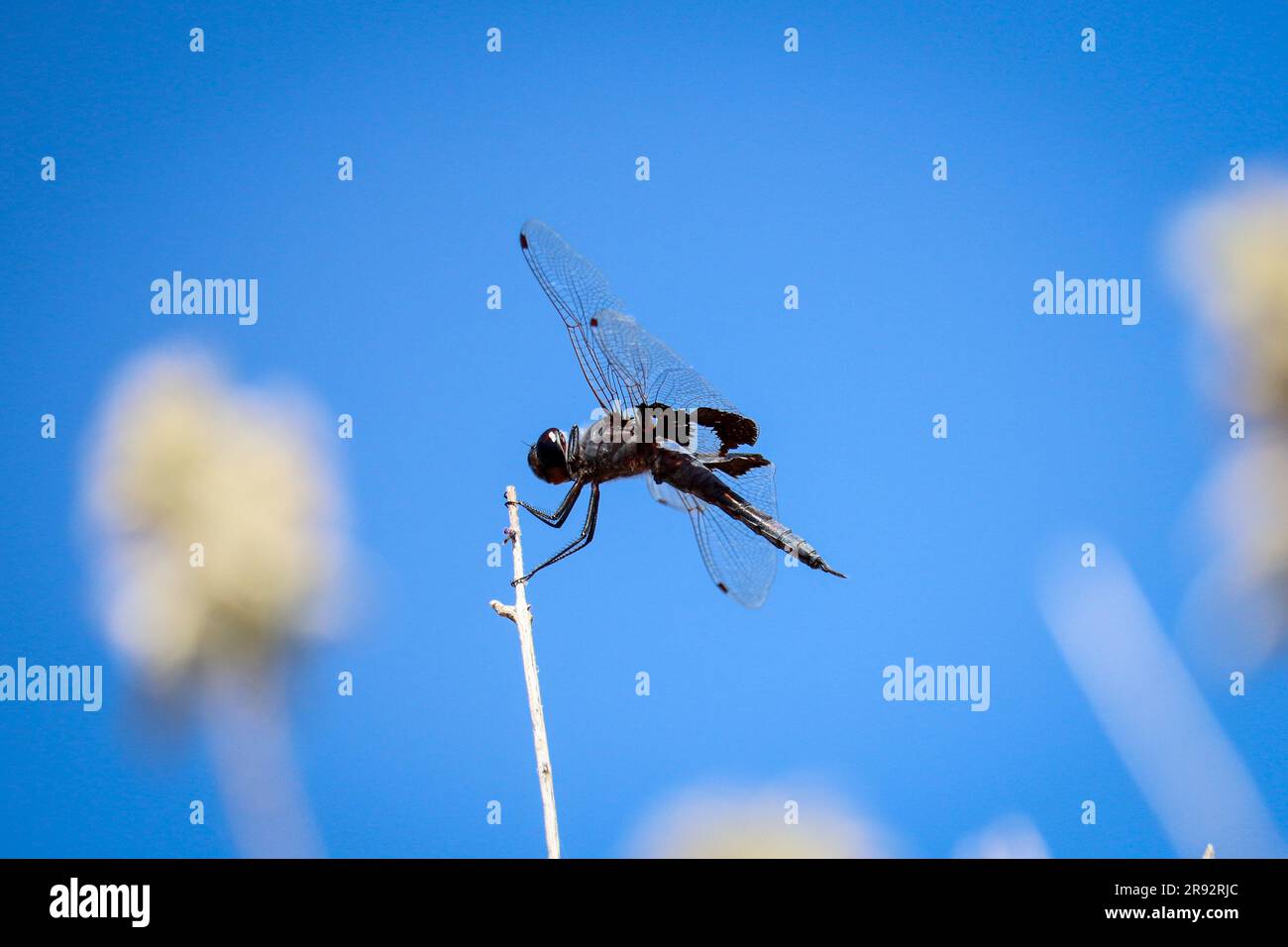 Schwarze Satteltaschen oder Tramea-Platerata, die auf einem Zweig der Uferfarm in Arizona sitzen. Stockfoto