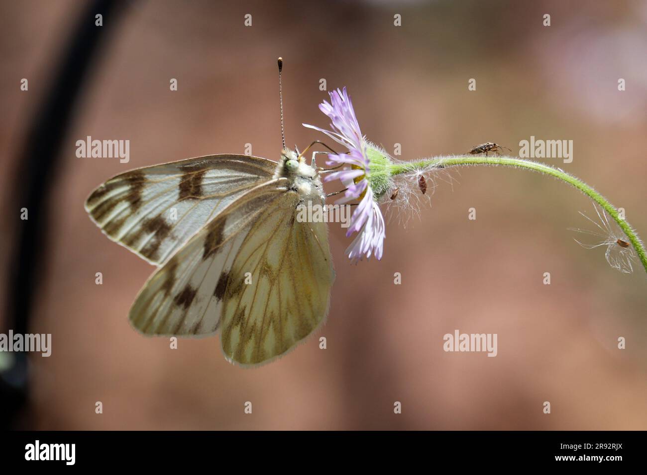 Weiblich karierte weiße oder Pontia Protodice, die sich auf einem Hof in Payson, Arizona, von Fleabanblumen ernährt. Stockfoto