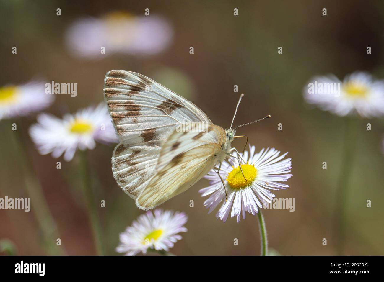 Weiblich karierte weiße oder Pontia Protodice, die sich auf einem Hof in Payson, Arizona, von Fleabanblumen ernährt. Stockfoto