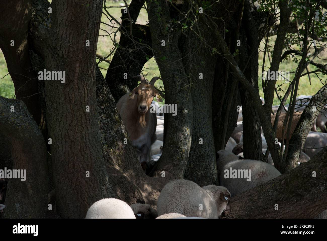 Der Nationalpark Lower oder Valley schützt einige Wiesen auf Hügeln mit hoher Artenvielfalt, die von weidenden Schafen und Ziegen offen gehalten werden. Stockfoto