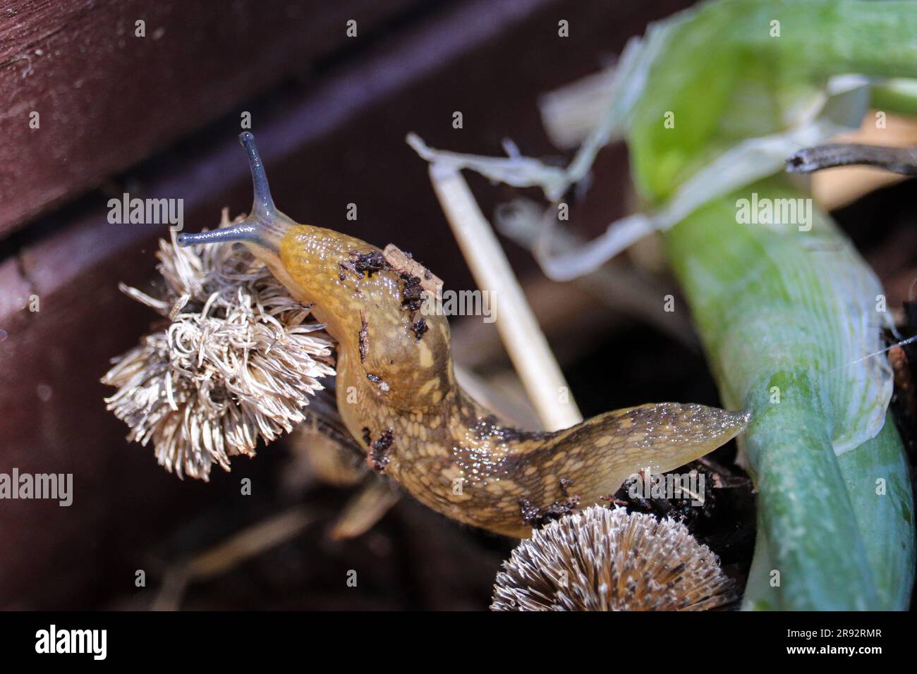 Gelbe Kellerschlampe oder Limacus flavus auf einem getrockneten Blumenkopf in einem Garten in Payson, Arizona. Stockfoto