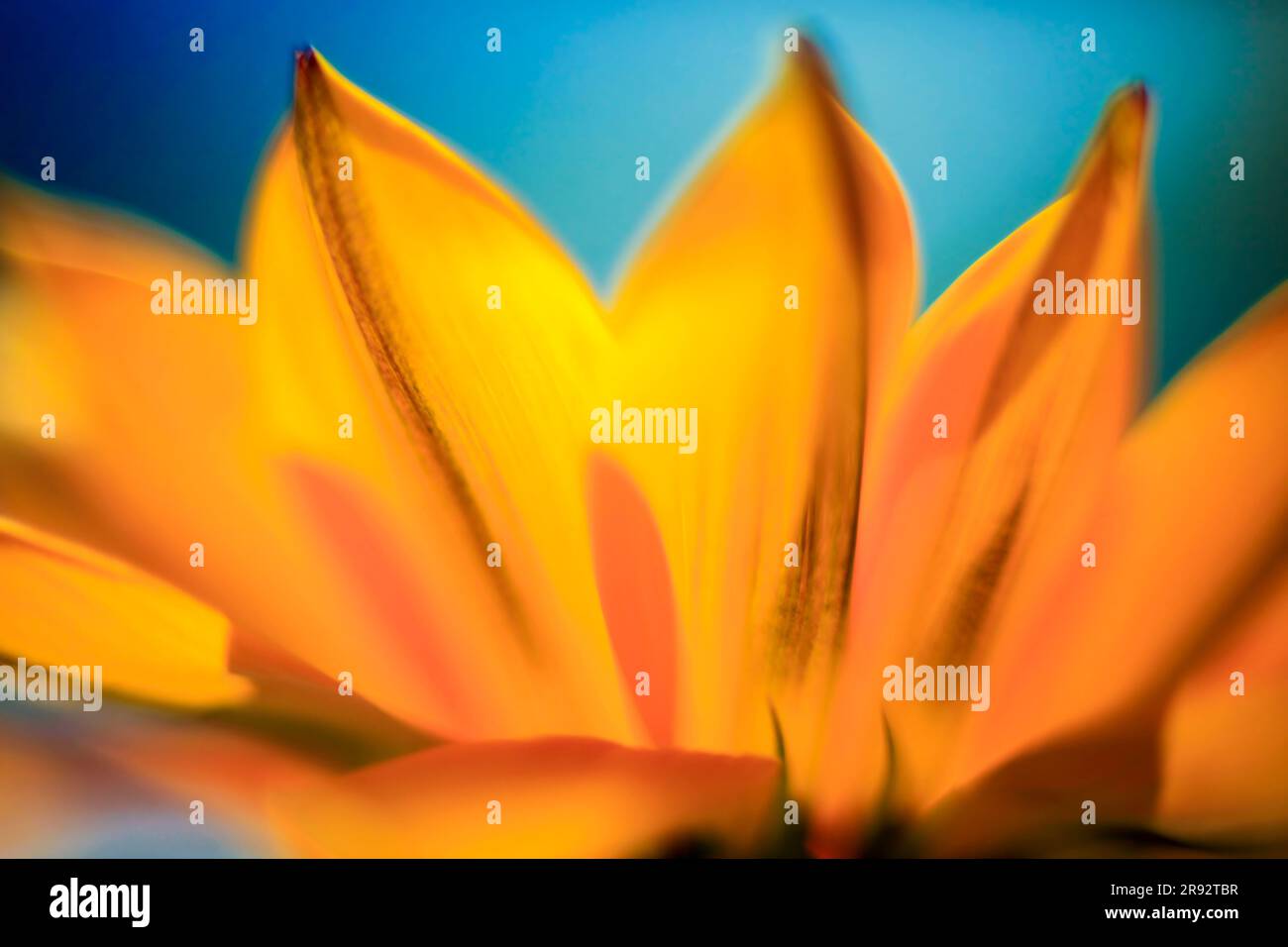 Daisy Blütenblätter Stockfoto