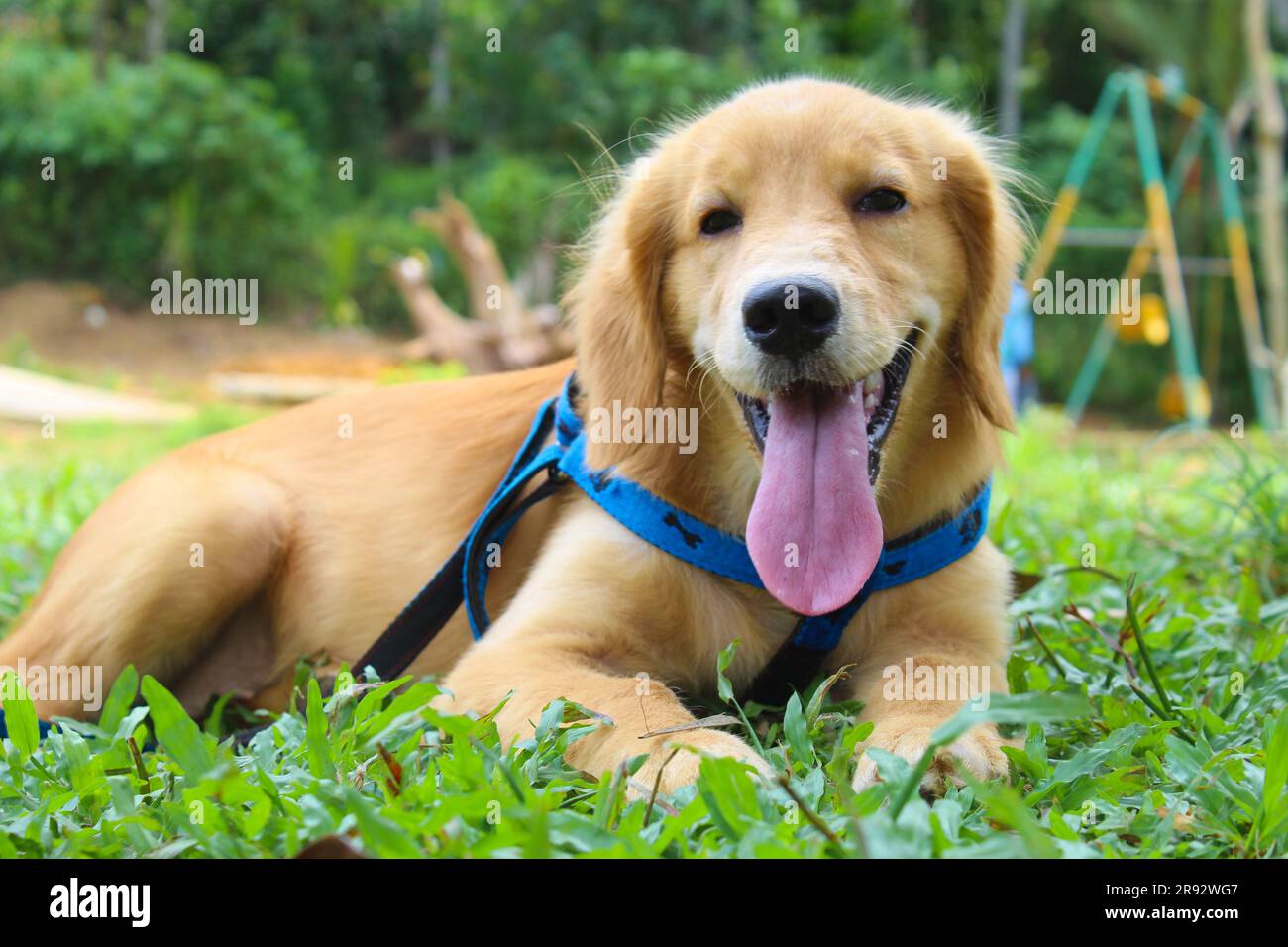 Ein goldener Hirte, der in üppigem, grünem Gras liegt und eine hellblaue Leine und einen Kragen trägt Stockfoto