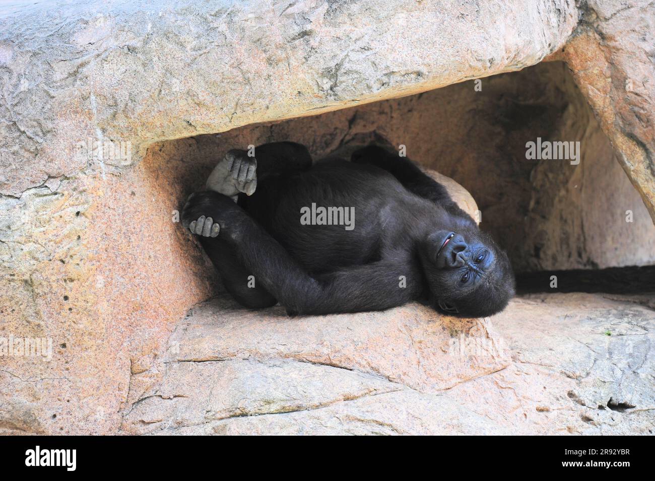 Ein Foto eines Gorillas, der sich im Glady's Porter Zoo in Brownsville, Texas, USA, auf einer felsenartigen Oberfläche ruht Stockfoto