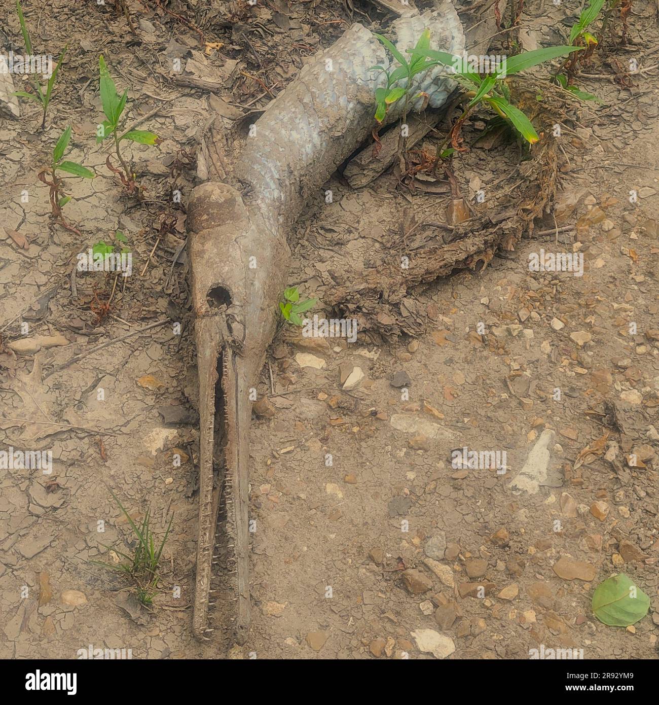 Toter Longnose gar (Lepisosteus osseus) am Flussufer. Stockfoto