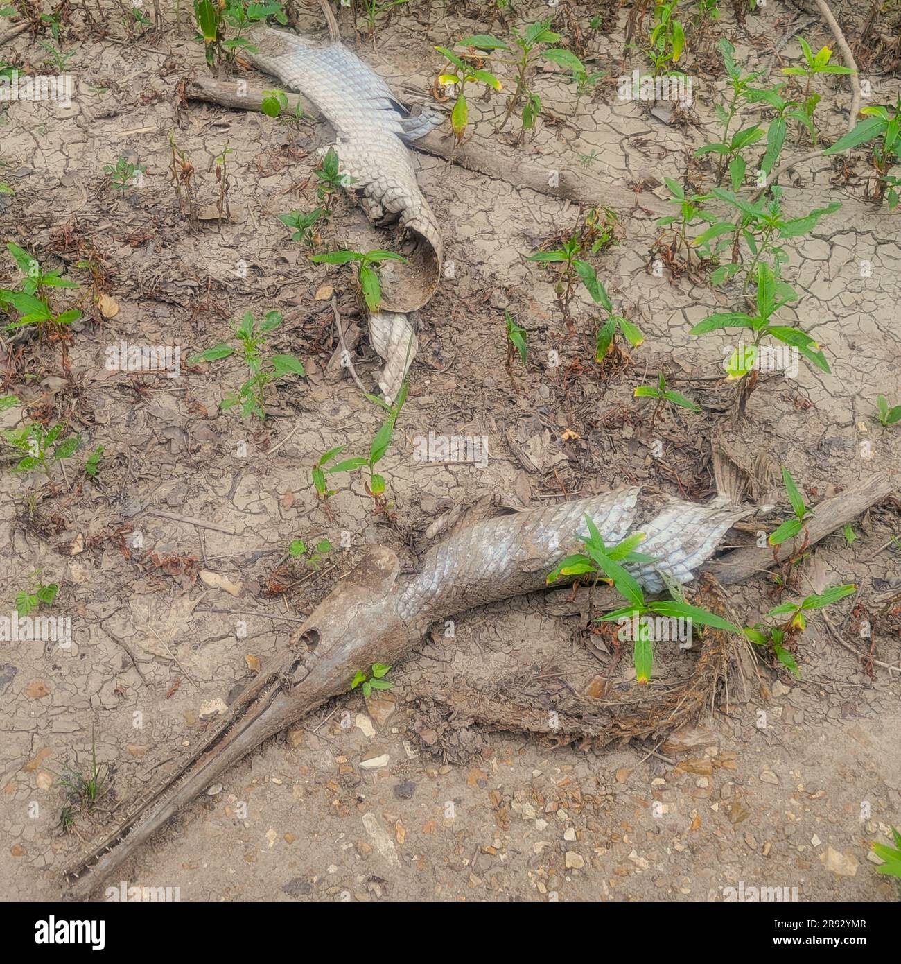 Toter Longnose gar (Lepisosteus osseus) am Flussufer. Stockfoto