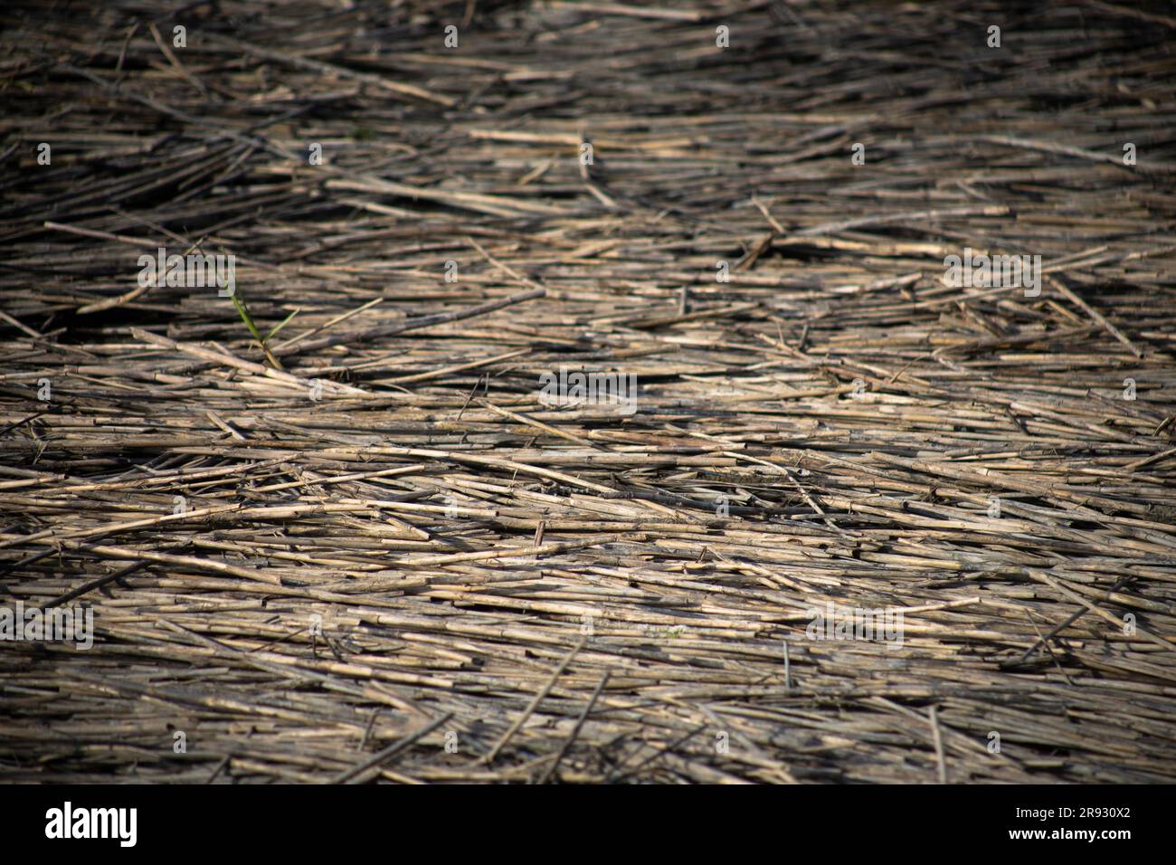 Brauner Hintergrund, niedriger Wasserstand, Schilf-Zweig-Jute-Rattan-Material für den Außenbereich Stockfoto