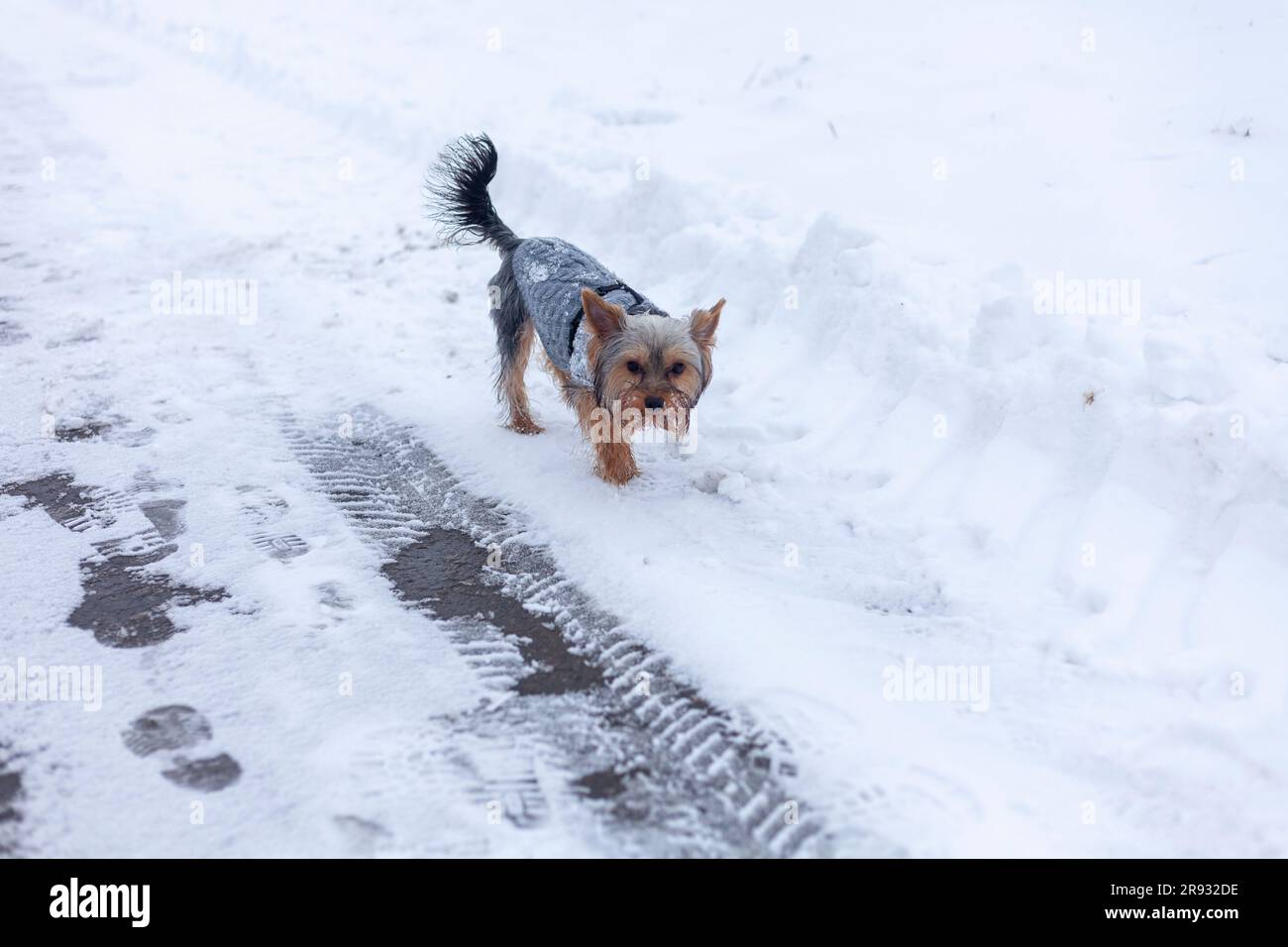 Yorkshire Terrier läuft im Schnee. Hund im Schnee. Stockfoto