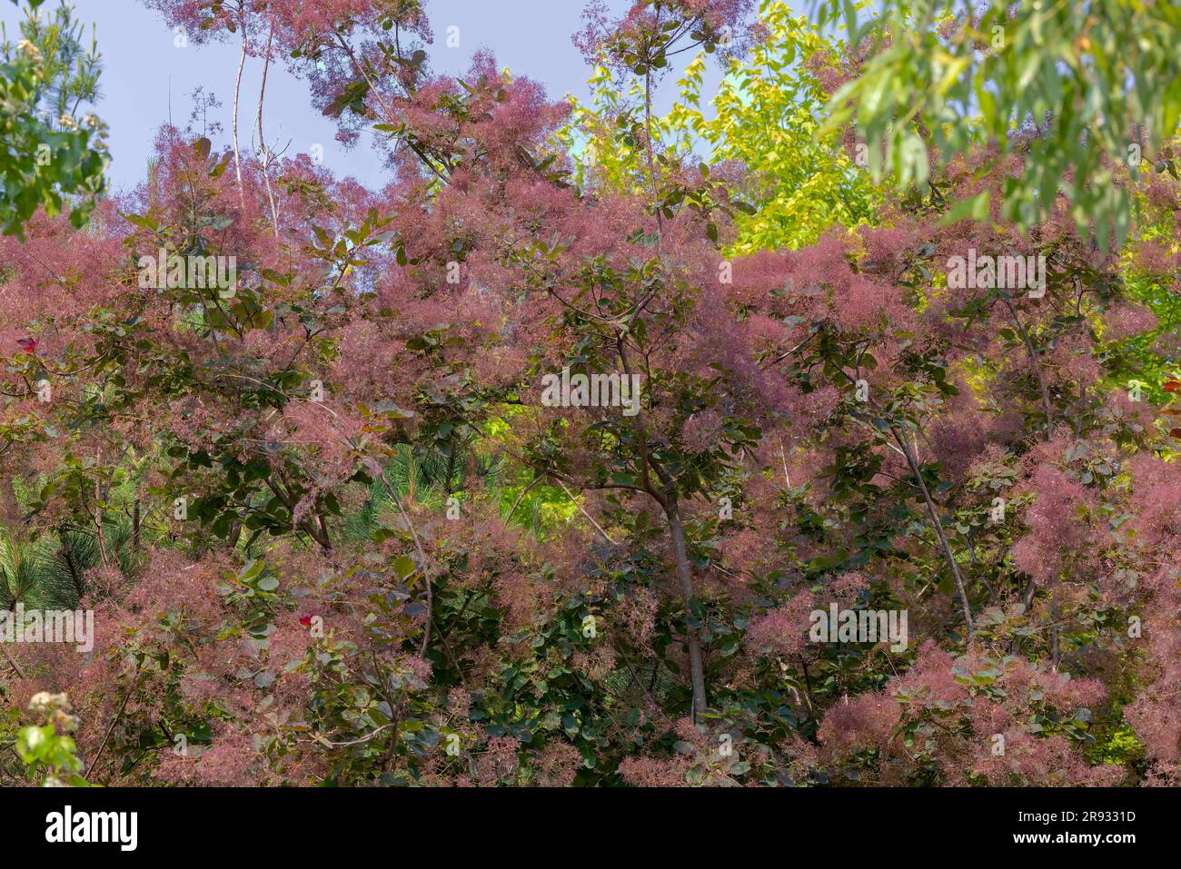 Junge Dame - Räucherbusch (Cotinus coggygria) Rhus cotinus, der europäische Räucherbaum, eurasischer Räucherbaum, Rauchbaum, Raucherbusch, Venezianische Sumach oder Färber Stockfoto