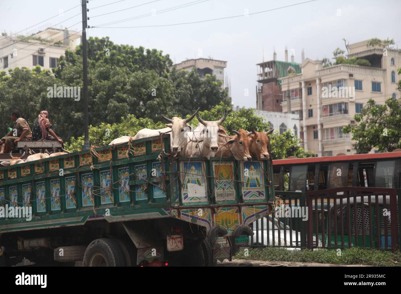 dhaka bangladesch auf 21jun 2023 Kühen aus verschiedenen Distrikten kommen in LKWs vor dem kommenden Eid al-Adha. Dieses Foto wurde Badda Dhaka gemacht Stockfoto