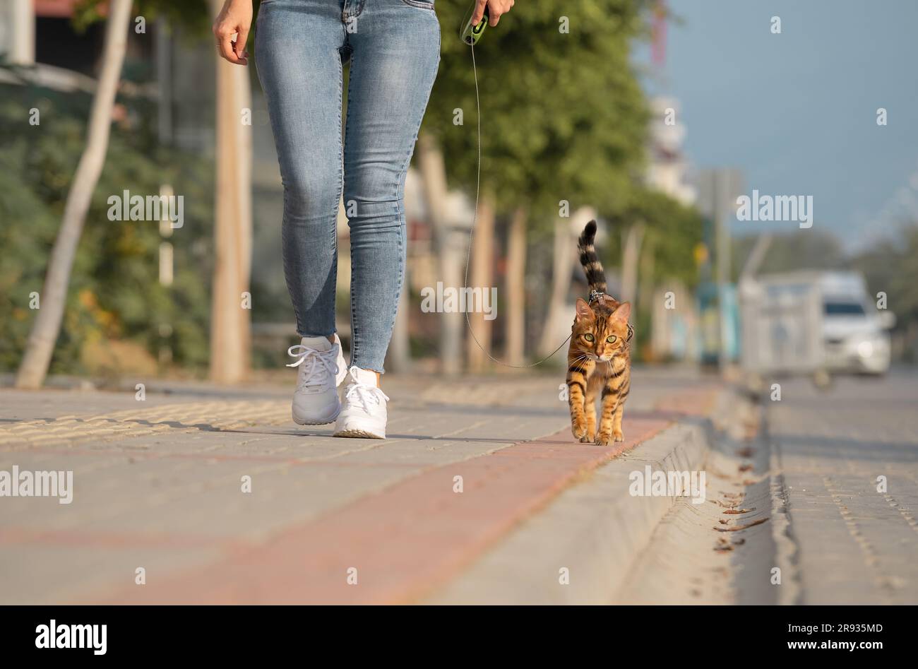 Eine Bengalkatze an der Leine geht neben einer Frau auf dem Bürgersteig. Wandern mit einer Hauskatze im Freien. Stockfoto