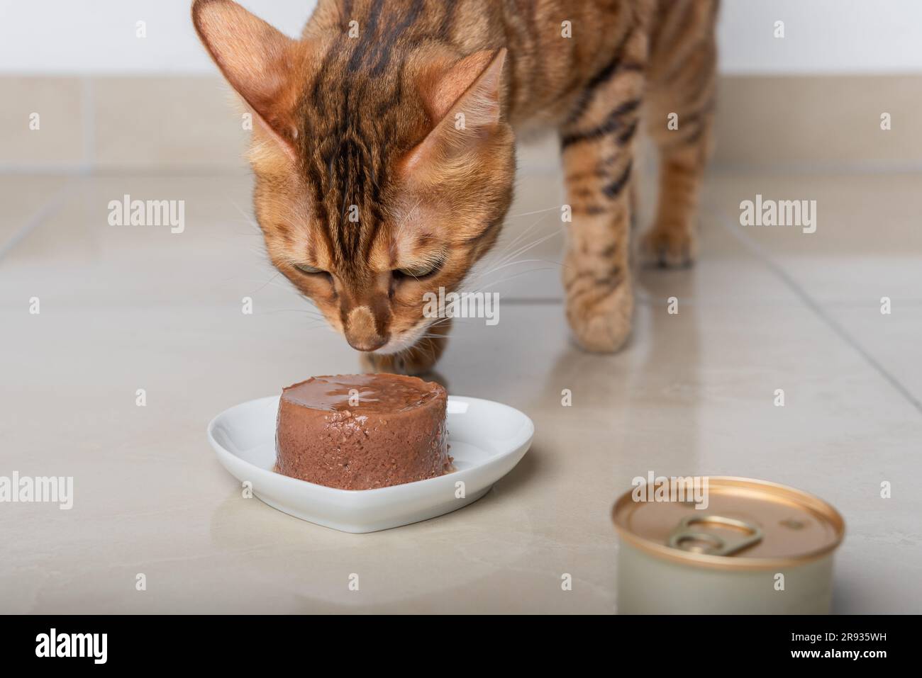 Eine Hauskatze schnüffelt Futter in Form einer Pastete, die auf einem Teller liegt. Selektiver Fokus. Stockfoto