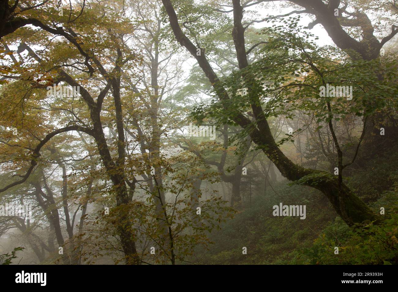 Der unberührte Wald des Berges Ishizuchi im Nebel Stockfoto