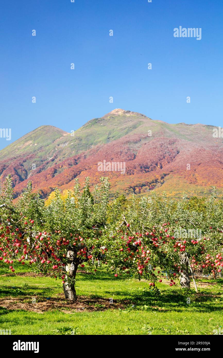 Apfelplantage und Mt. Iwaki Stockfoto