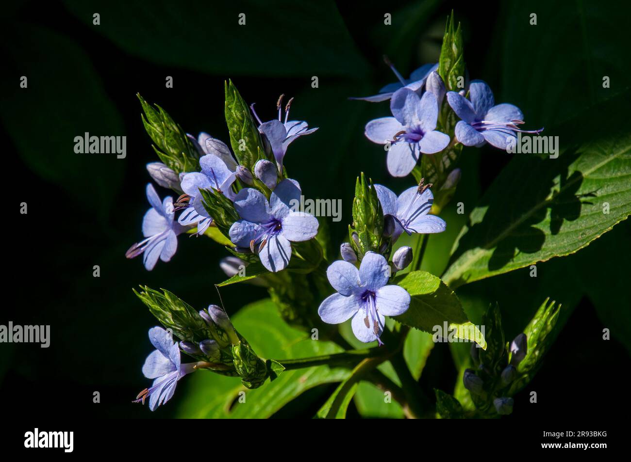 Sydney Australia, blühendes Eranthemum pulchellum oder blauer Salbei, ist im Himalaya, Westchina, Indien und Nepal heimisch Stockfoto