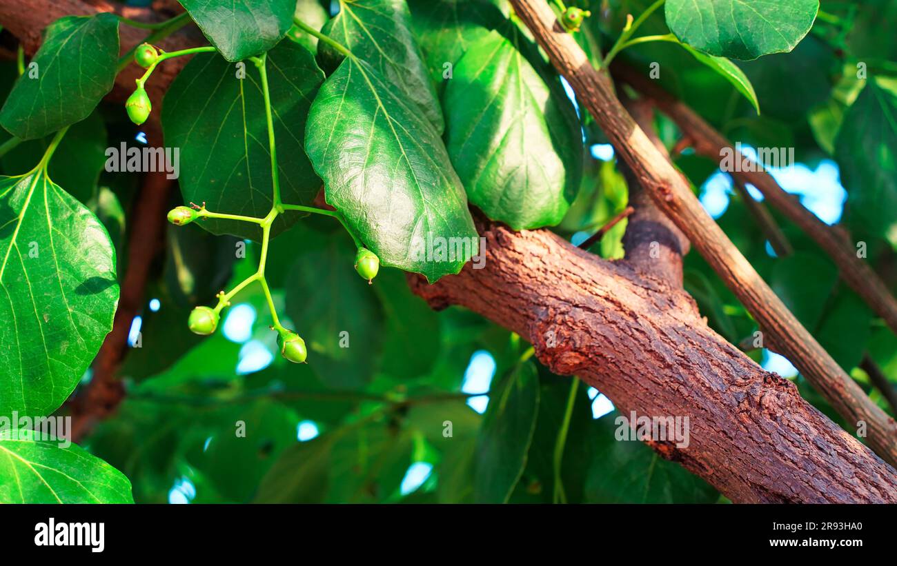 Cordia-Dichotompflanze mit kleinen gelben Früchten, Cordia-Dichotoma ist ein kleiner bis mittelgroßer Milchbaum mit einer kurzen Bole und ausbreitender Krone. Stockfoto