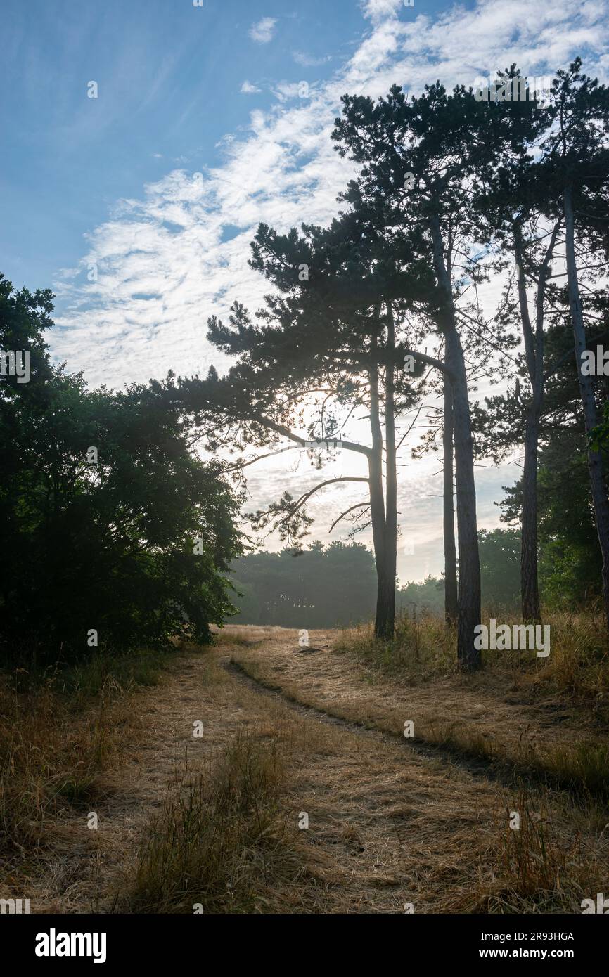 Wunderschöne Aussicht auf einen Wald mit hohen Kiefern am frühen Morgen Stockfoto