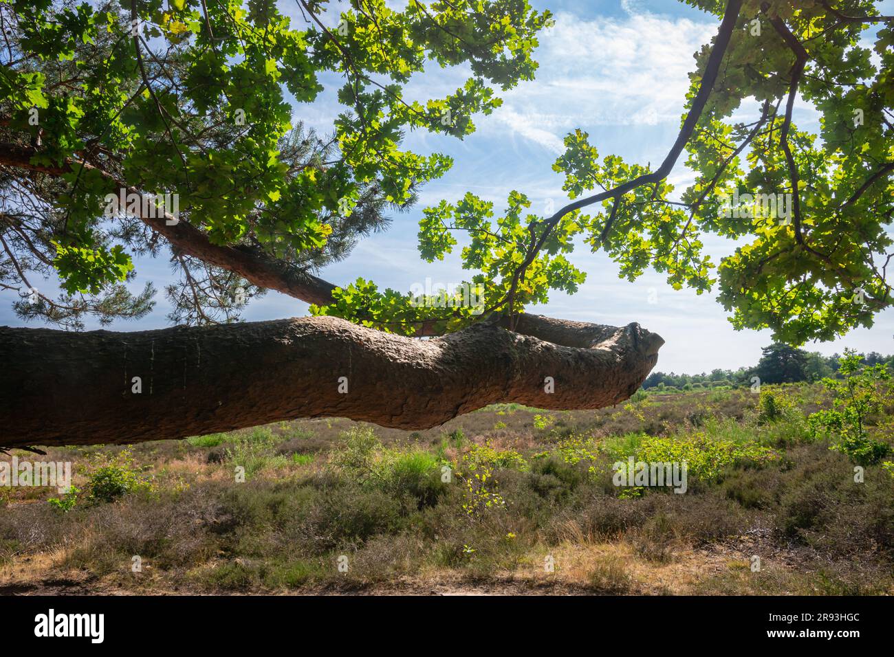 Bizarres Bild eines horizontal gekrümmten Baumstumpfes in einer Moorlandschaft Stockfoto