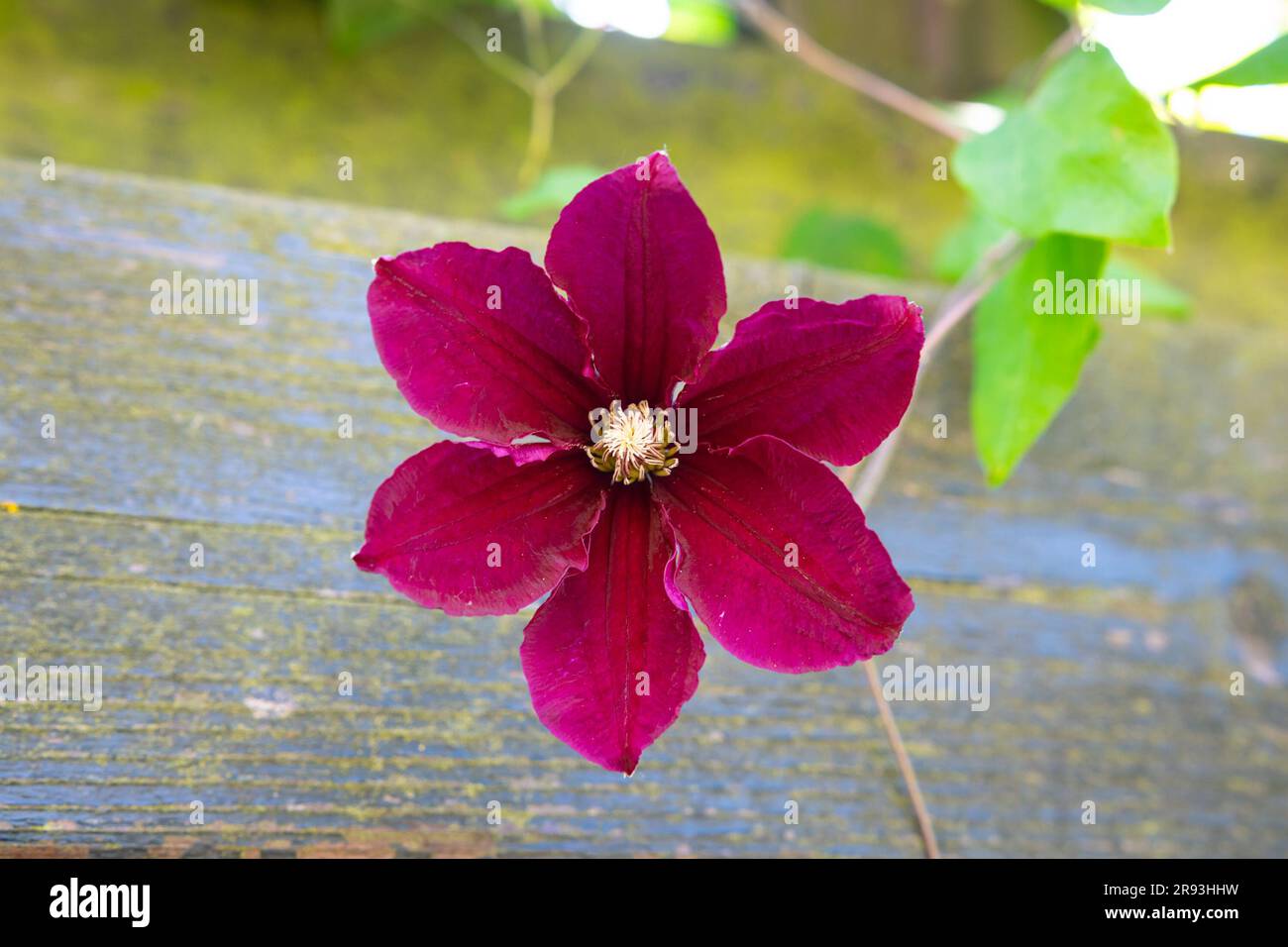 Detailliertes Foto einer violetten Clematis-Blume Stockfoto