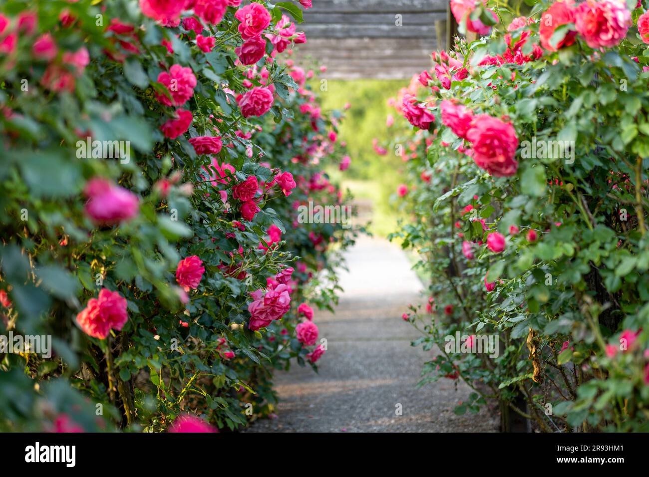 Hölzerne Pergola, überwuchert mit wunderschönen pinkfarbenen Rosen. Stützkonstruktion aus Holz für den Garten. Spalier. Rosengarten. Chorzow, Schlesischer Park. Stockfoto