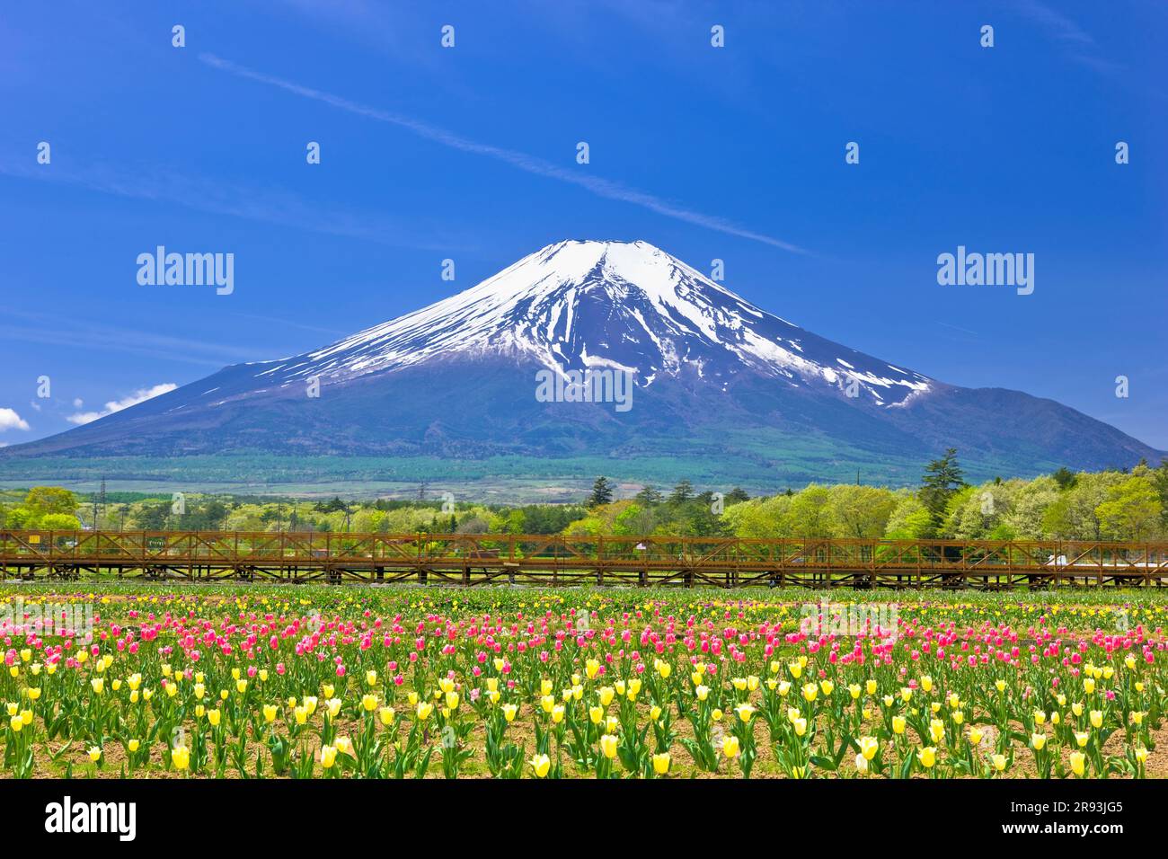 Tulpen im Hananomiyako Park und Mt. Stockfoto