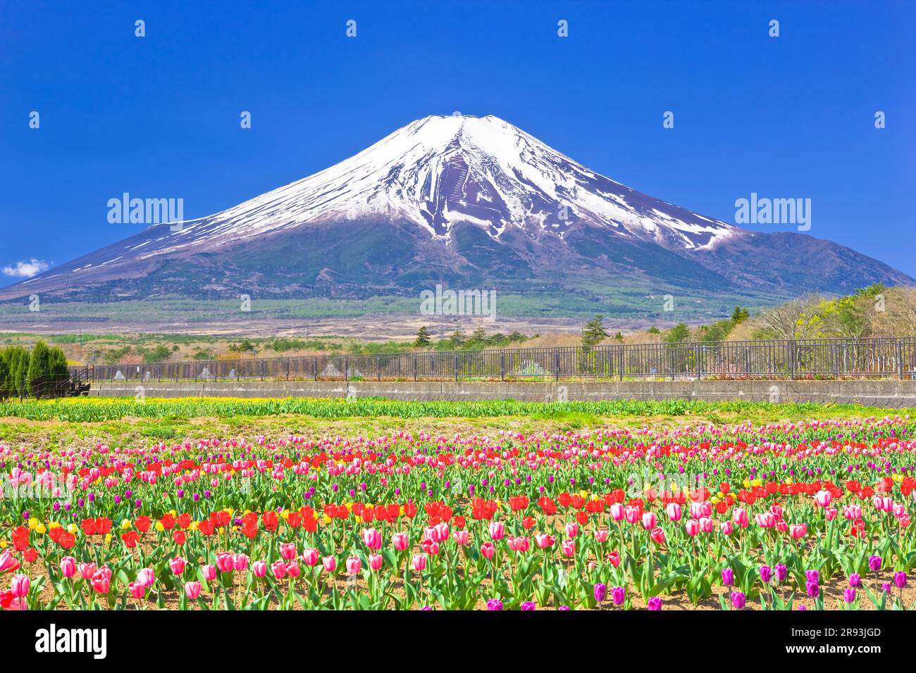 Tulpen im Hananomiyako Park und Mt. Stockfoto