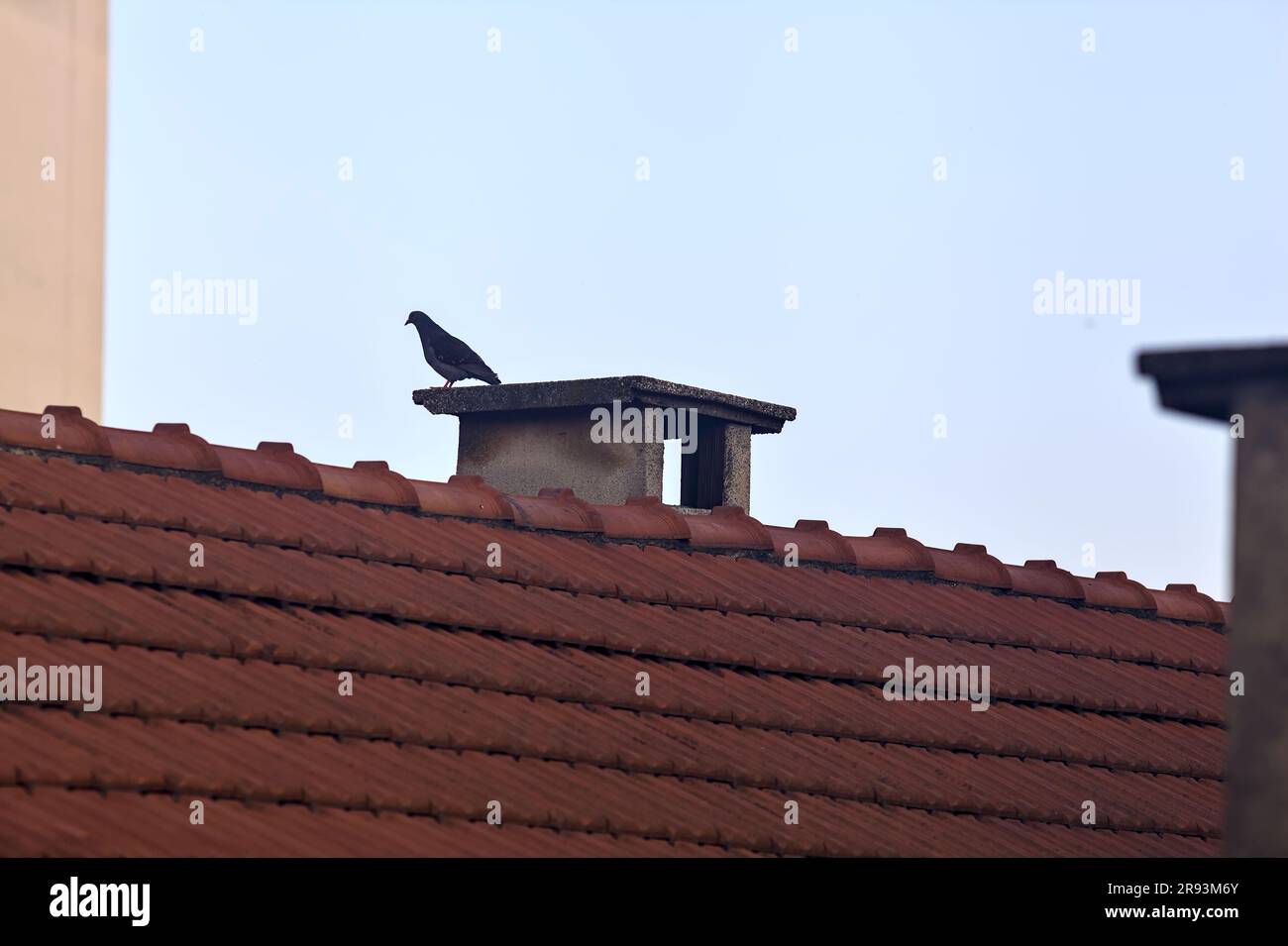 Pidgeon sitzt auf einem Schornstein Stockfoto