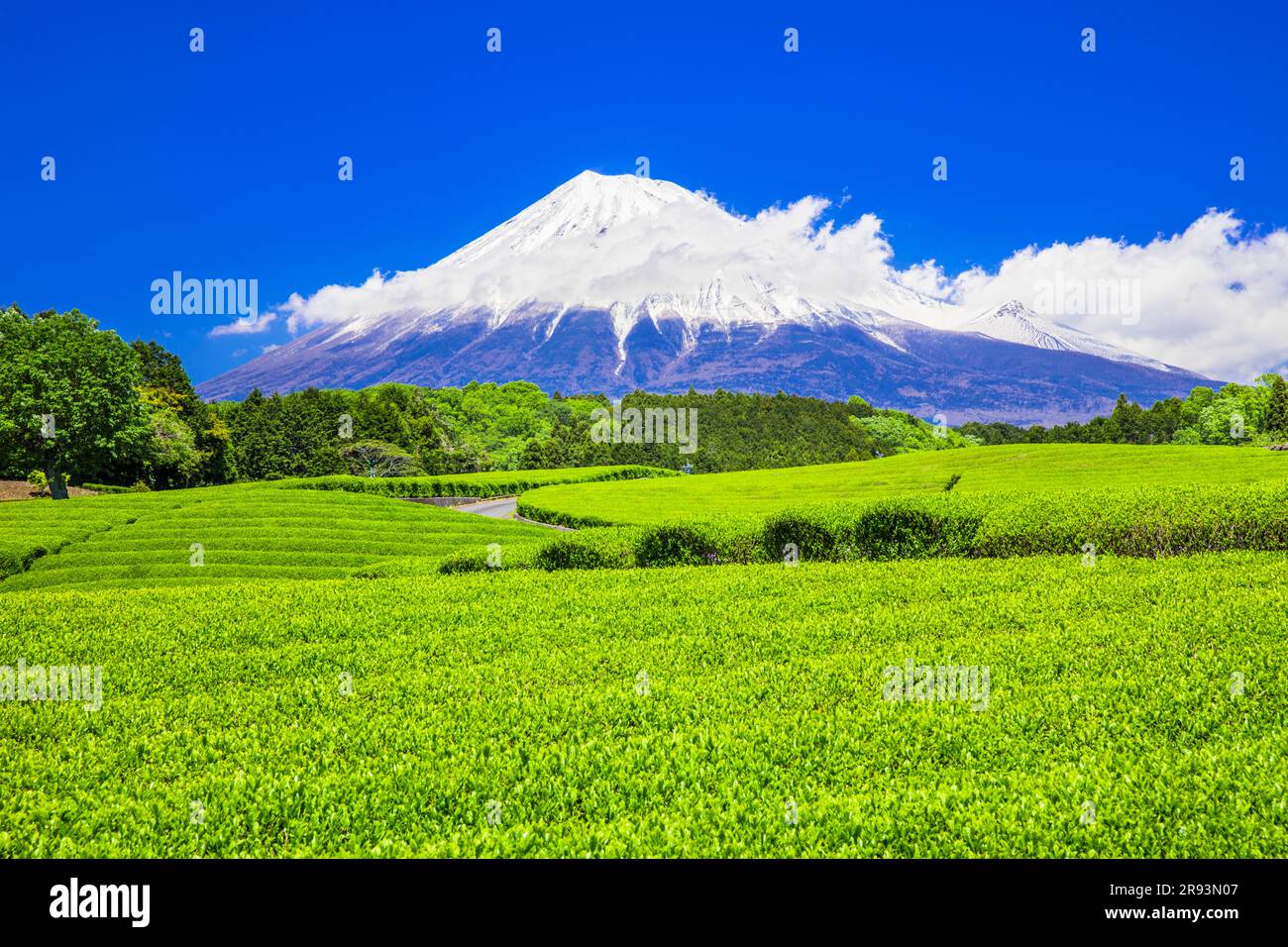 Fuji und Teefeld Stockfoto