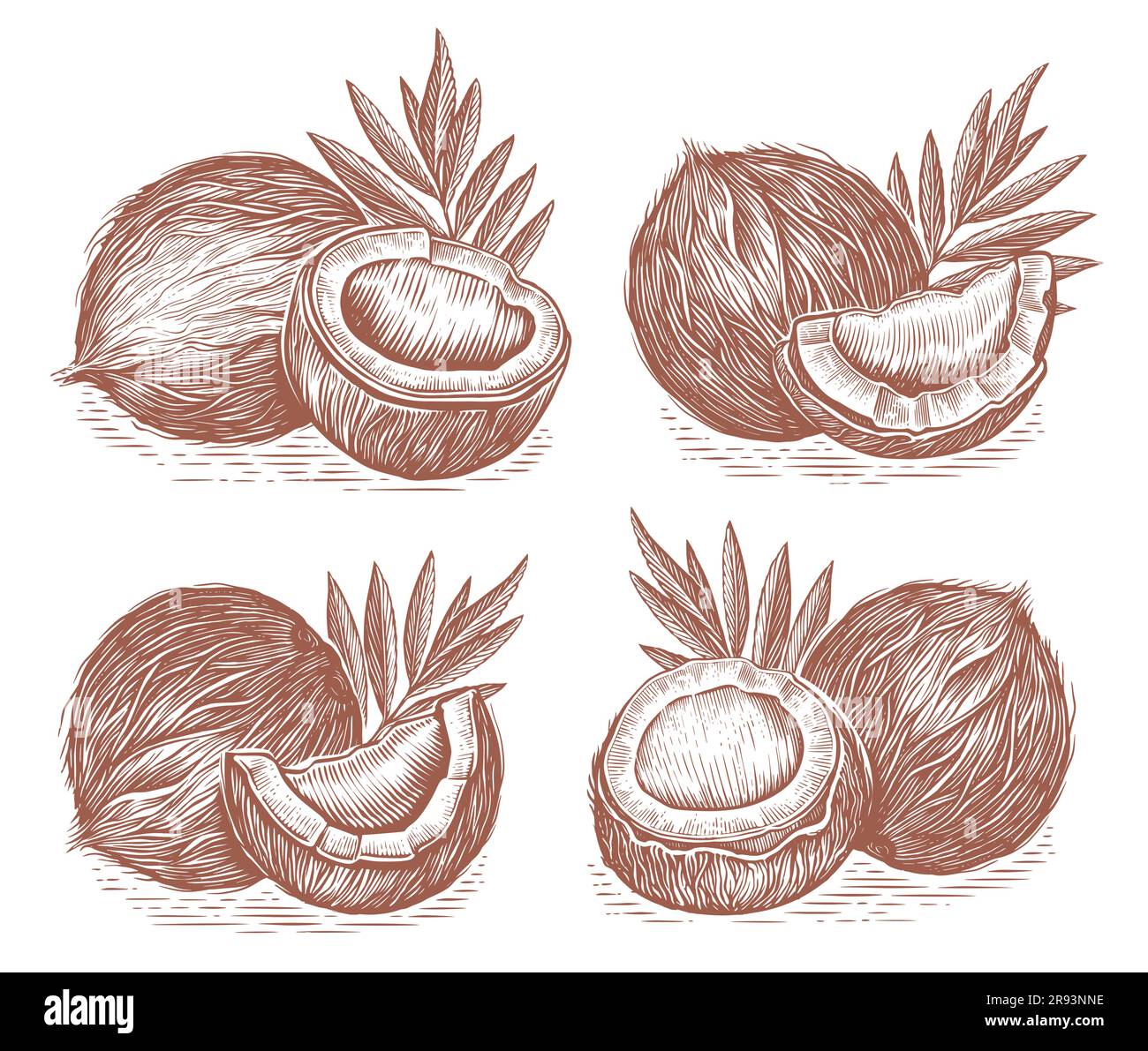 Kokosnüsse mit Blättern, gezeichnet im Skizzenstil. Darstellung tropischer Lebensmittel Stock Vektor