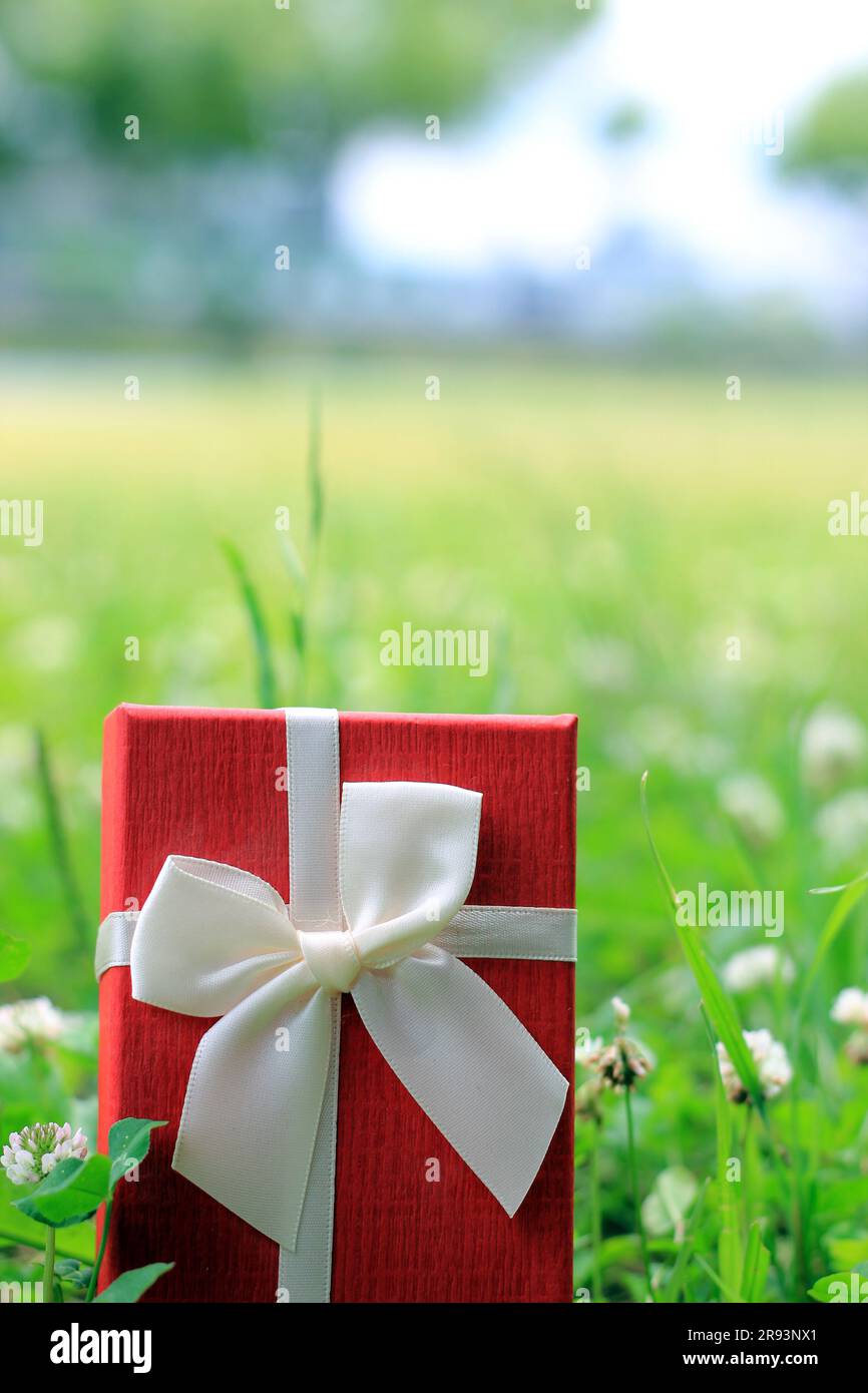 Verschiedene Geschenkboxen mit Sonnenlicht auf dem Rasen des Parks an einem sonnigen Sommertag Stockfoto