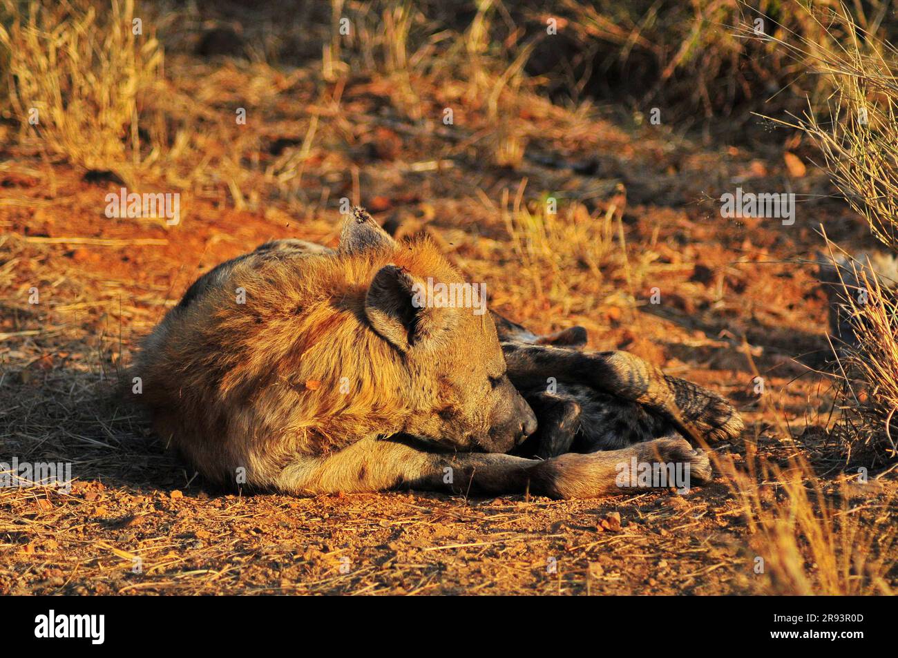 Elefanten, die mit Kälbern und Hyänen grasen, die mit Jungen schlafen, bieten Touristen ein echtes afrikanisches Safarieerlebnis im Kruger-Nationalpark in Südafrika Stockfoto