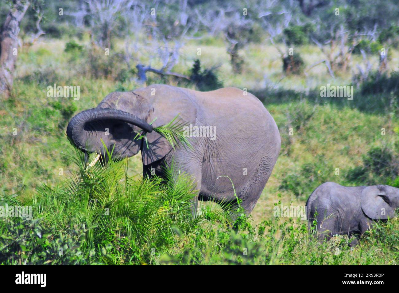 Elefanten, die mit Kälbern und Hyänen grasen, die mit Jungen schlafen, bieten Touristen ein echtes afrikanisches Safarieerlebnis im Kruger-Nationalpark in Südafrika Stockfoto