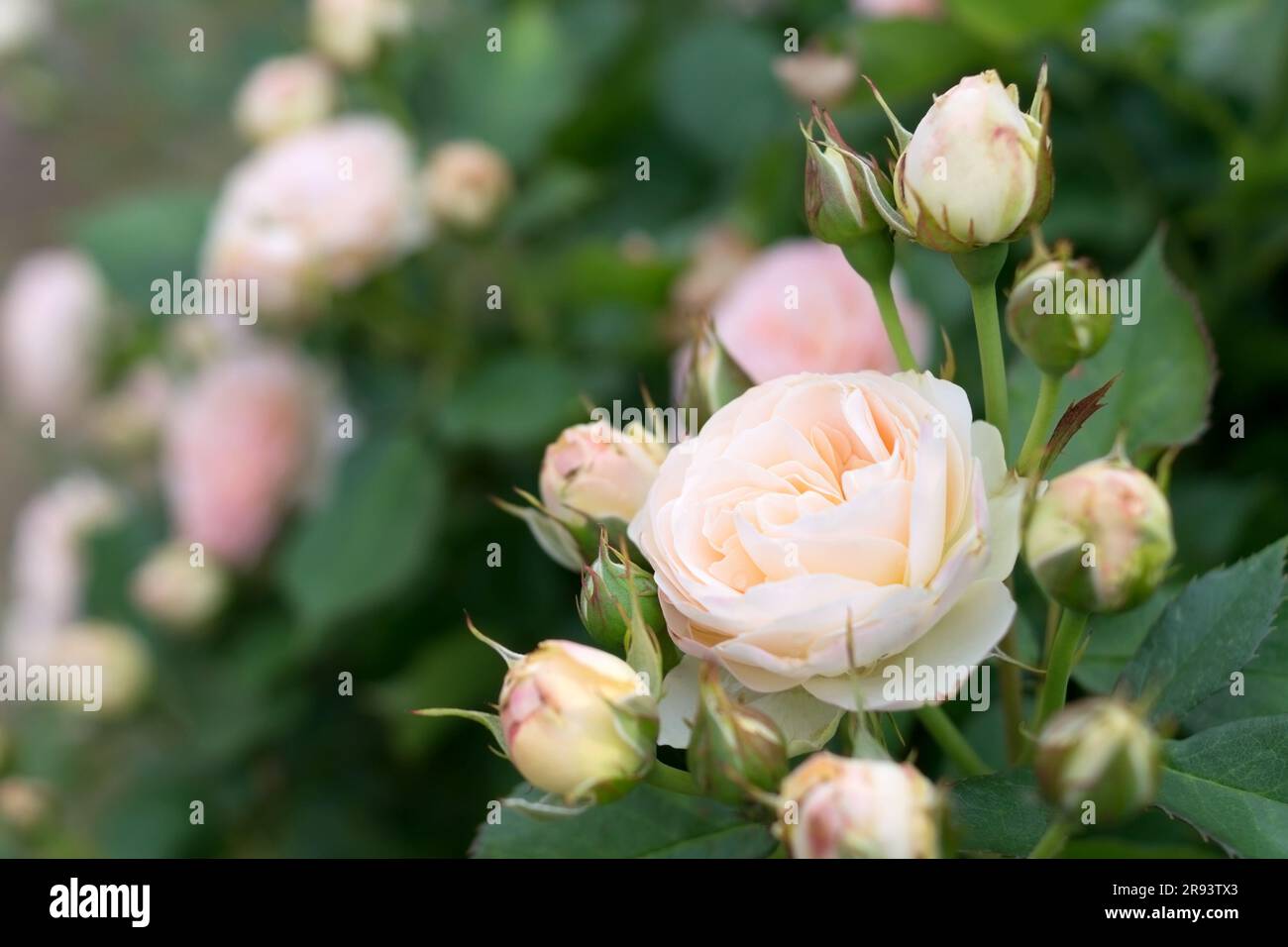 Zarte rosa Sprührose. Hybridrosen aus Polyanthus, cremefarben im Blumenbeet. Sorte Pastella. Stockfoto
