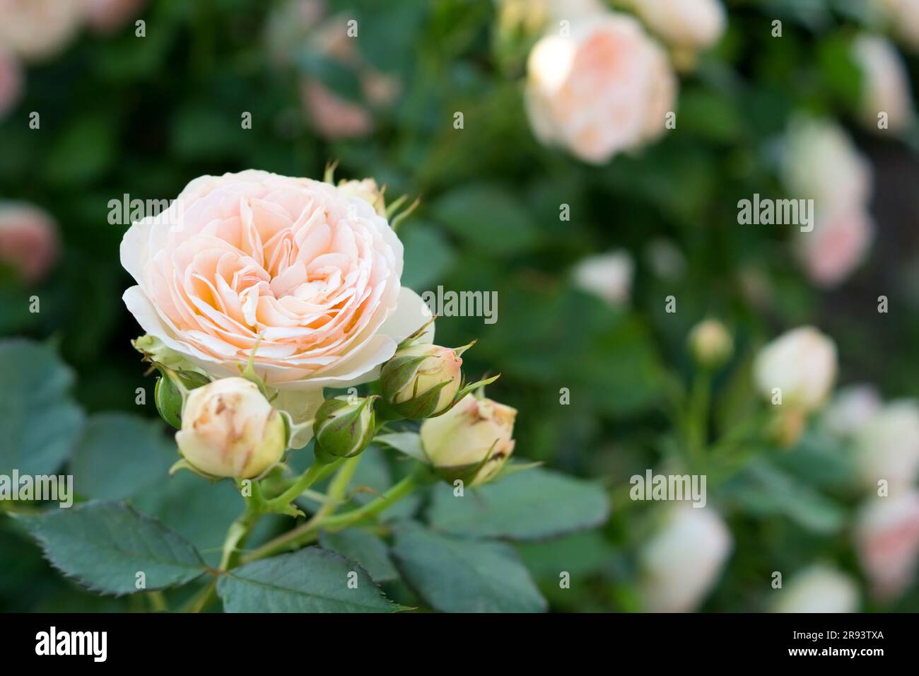 Zweig mit Blüte von Floribunda Rose Pastella. Blassrosa Pfirsichfarbe der Blumen. Gartencreme-Rosenpflanze. Stockfoto