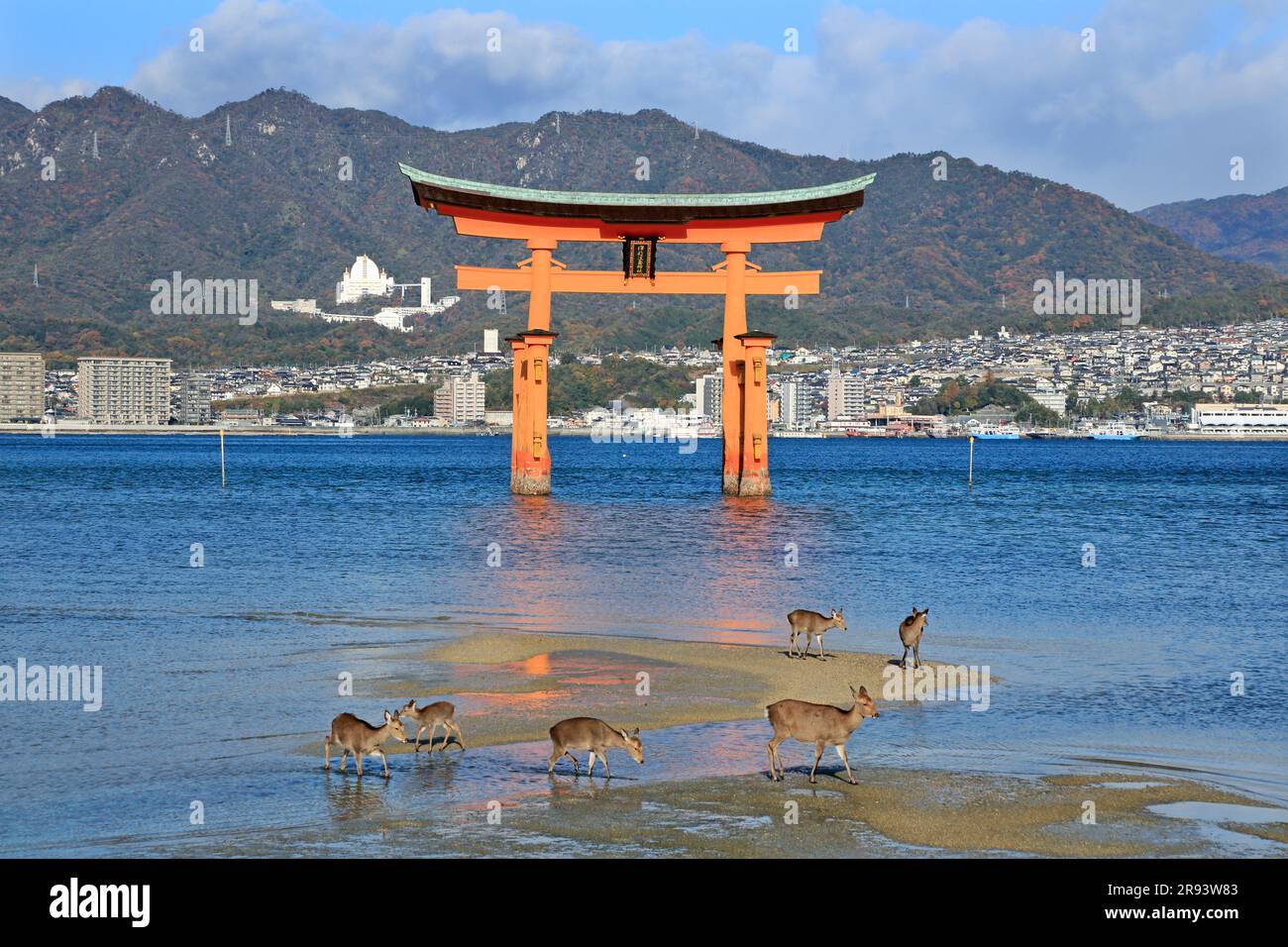 Hirsche und Torii von Miyajima Stockfoto