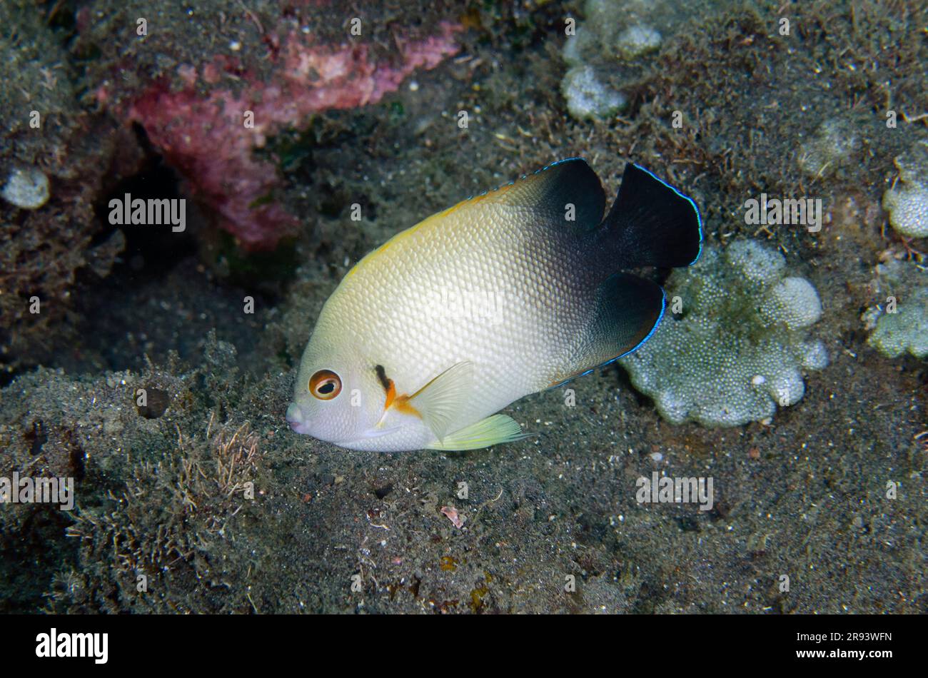 Angelfisch mit Perlenschuppen, Centropyge vroliki, Coral Garden Dive Site, Tulamben, Karangasem Regency, Bali, Indonesien Stockfoto