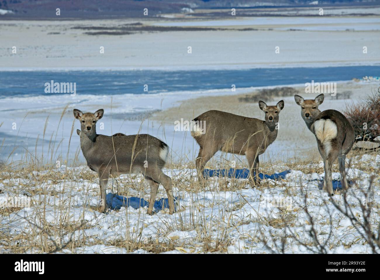 Kiritappu Feuchtgebiet und Ezo-shika-Hirsch im Winter Stockfoto