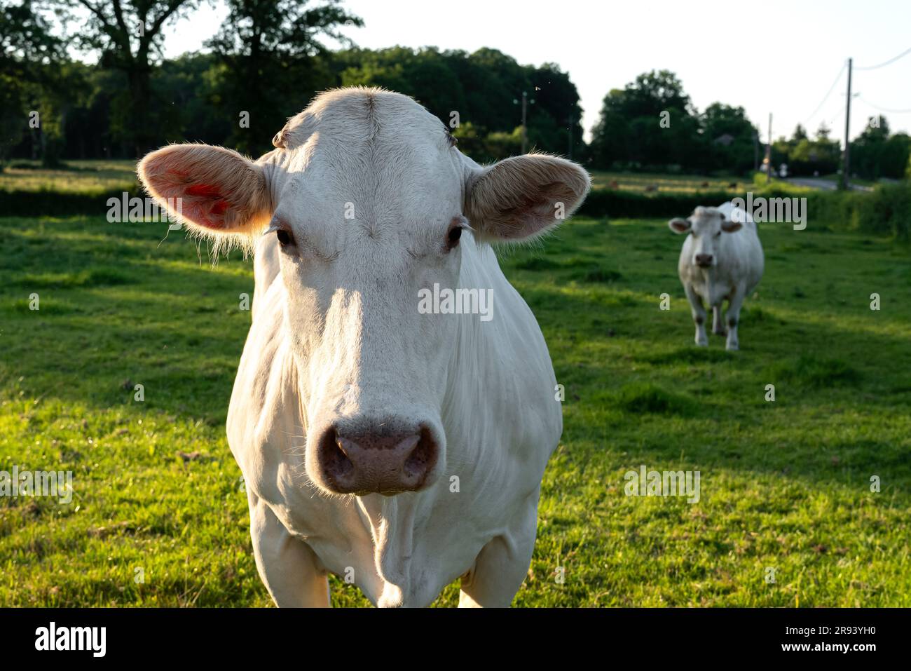 Zwei Charolais-Rinder auf einer Wiese bei Sonnenuntergang. Französische Rasse von Rindern aus Burgund mit weißem Fell. Stockfoto