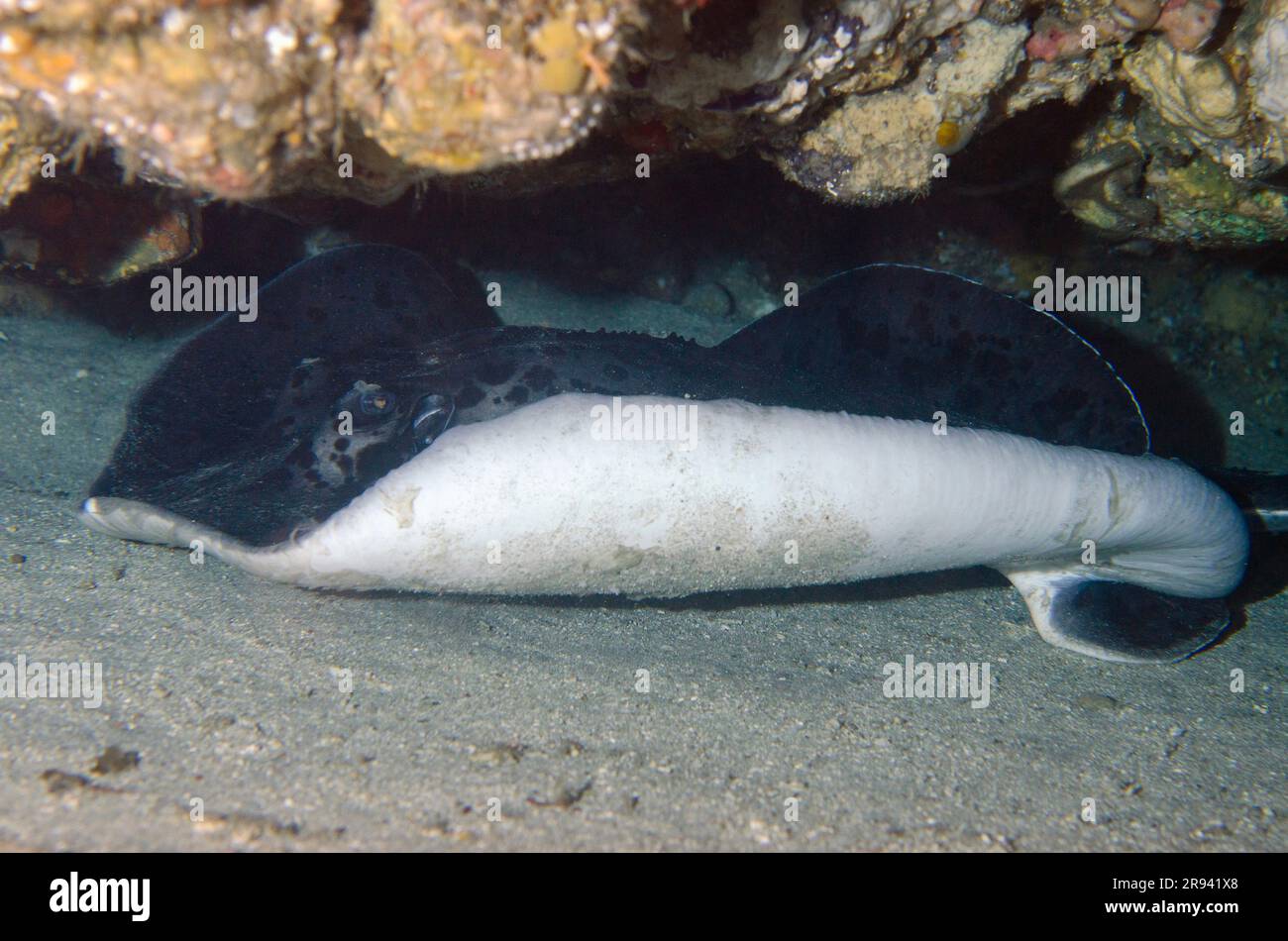 Marmorierter Stachelrochen, Taeniura meyenis, in Höhlen, die auf der Roten Liste der IUCN als gefährdet eingestuft sind, da sie sich nur langsam vermehren und von der kommerziellen Fischerei bedroht sind Stockfoto